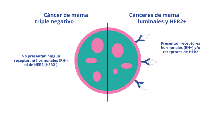 ¿Qué significa que mi cáncer sea “luminal A” o “luminal B”? Entiende tu diagnóstico sin complicaciones