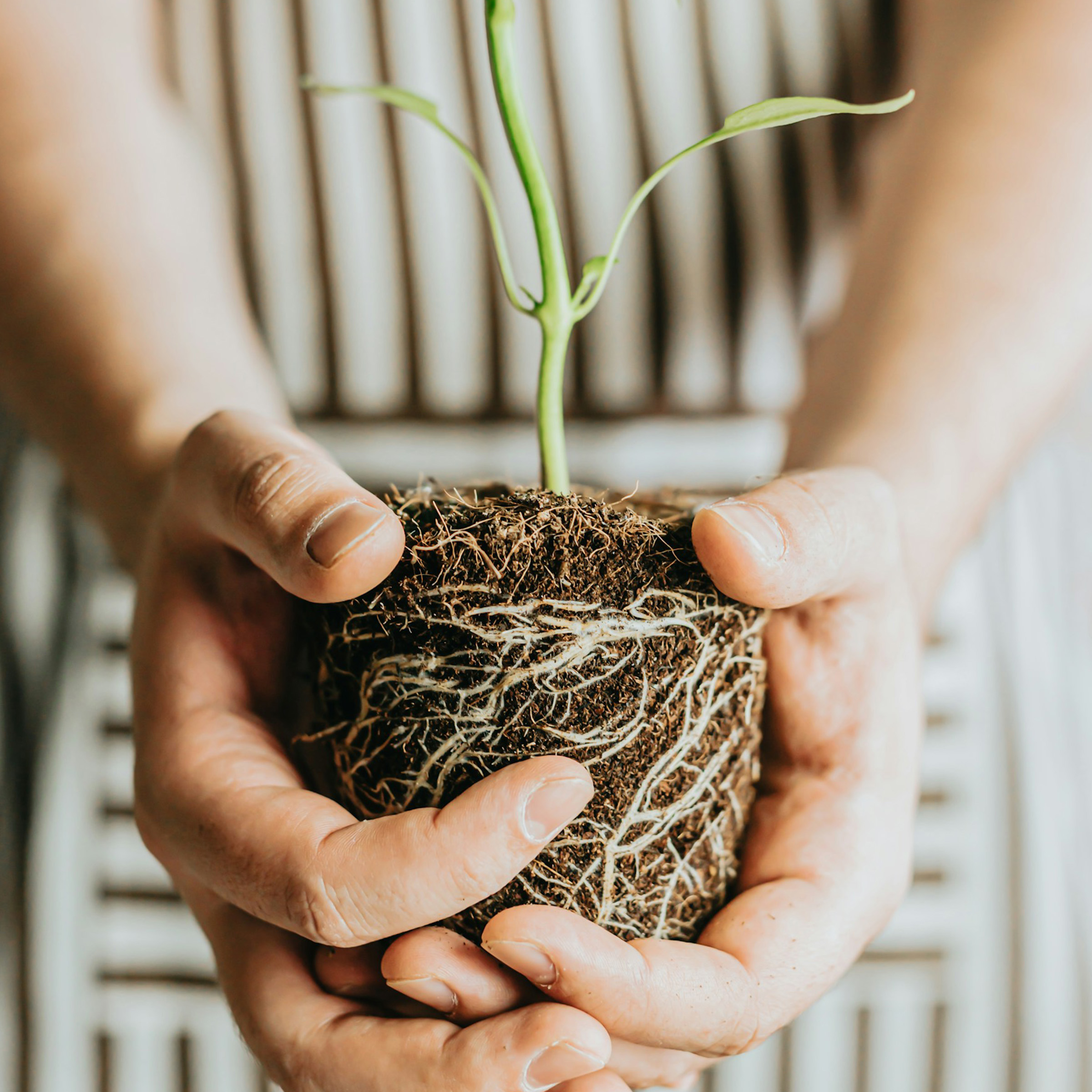 Pflanzen-Wurzeln analog zur Bedeutung des Netzwerkes