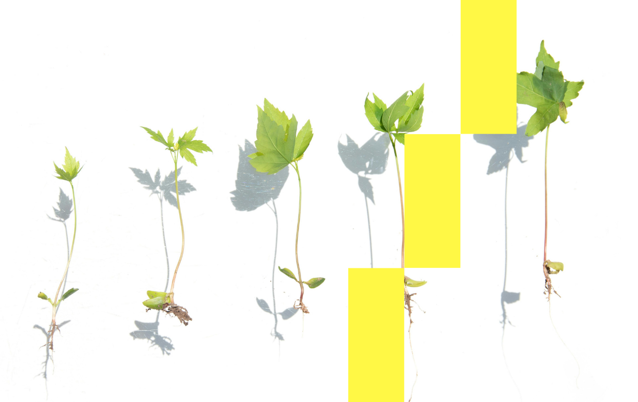 Différentes étapes de la croissance d'une plante.