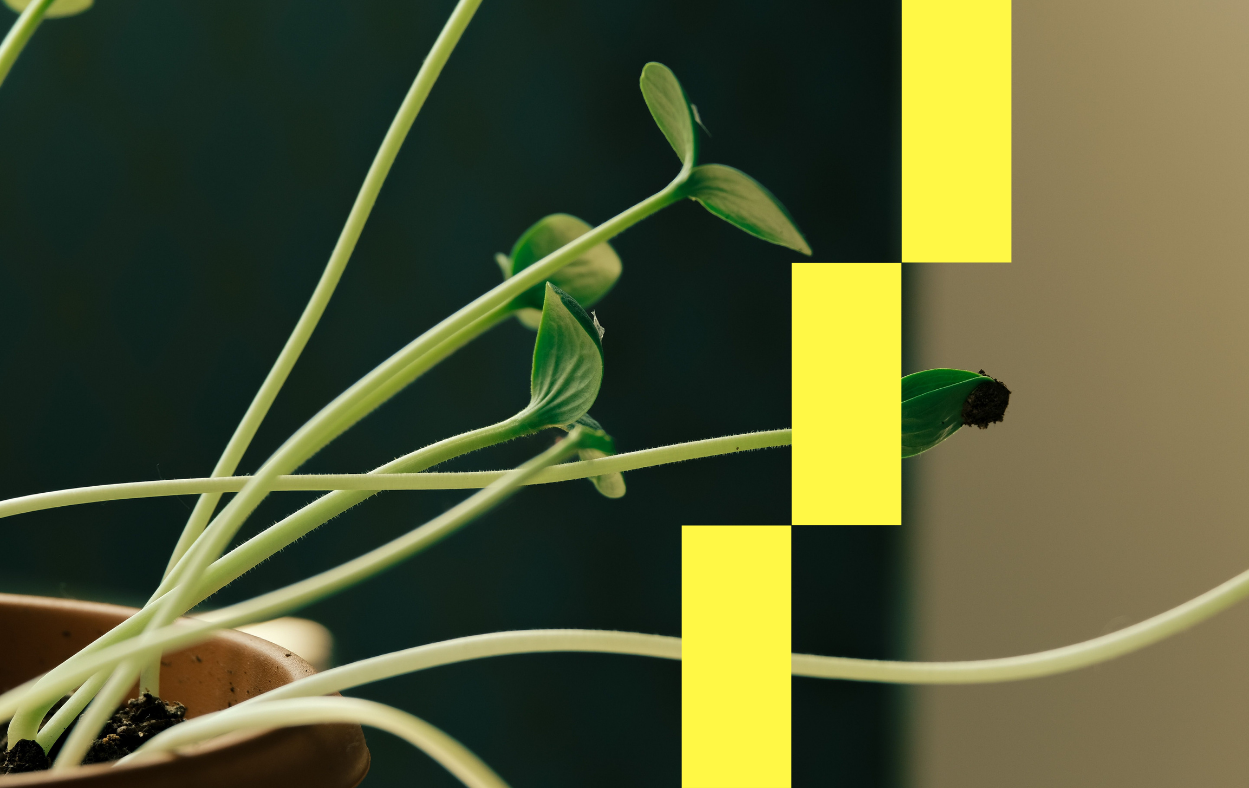 Jeune plante en croissance dans un pot en terre cuite, symbolisant le retour sur investissement d'un site internet qui augmente avec le temps.