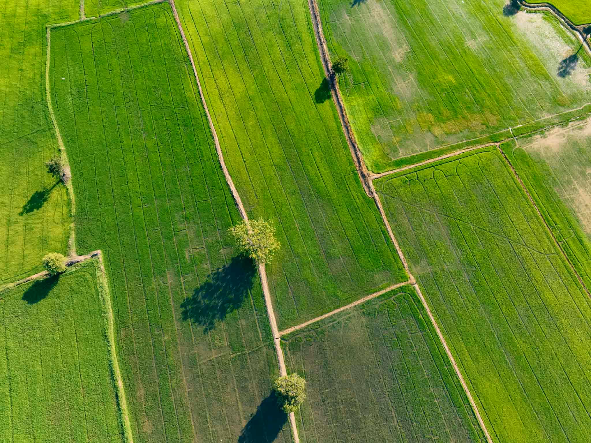 Luftaufnahme von grünen landwirtschaftlichen Feldern mit Wegen und vereinzelten Bäumen.