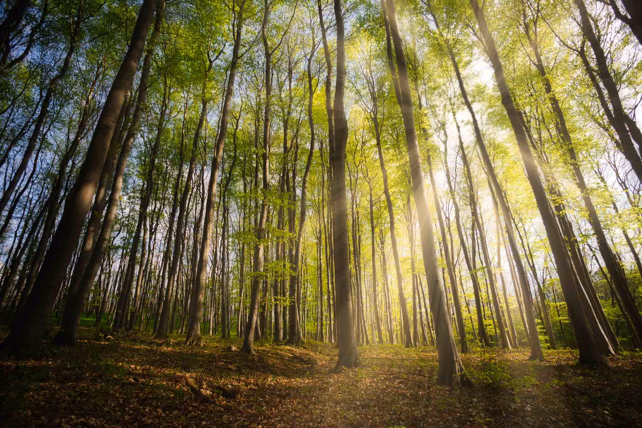 Sonnenlicht strahlt durch hohe Bäume in einem grünen Wald mit Boden voller Laub.