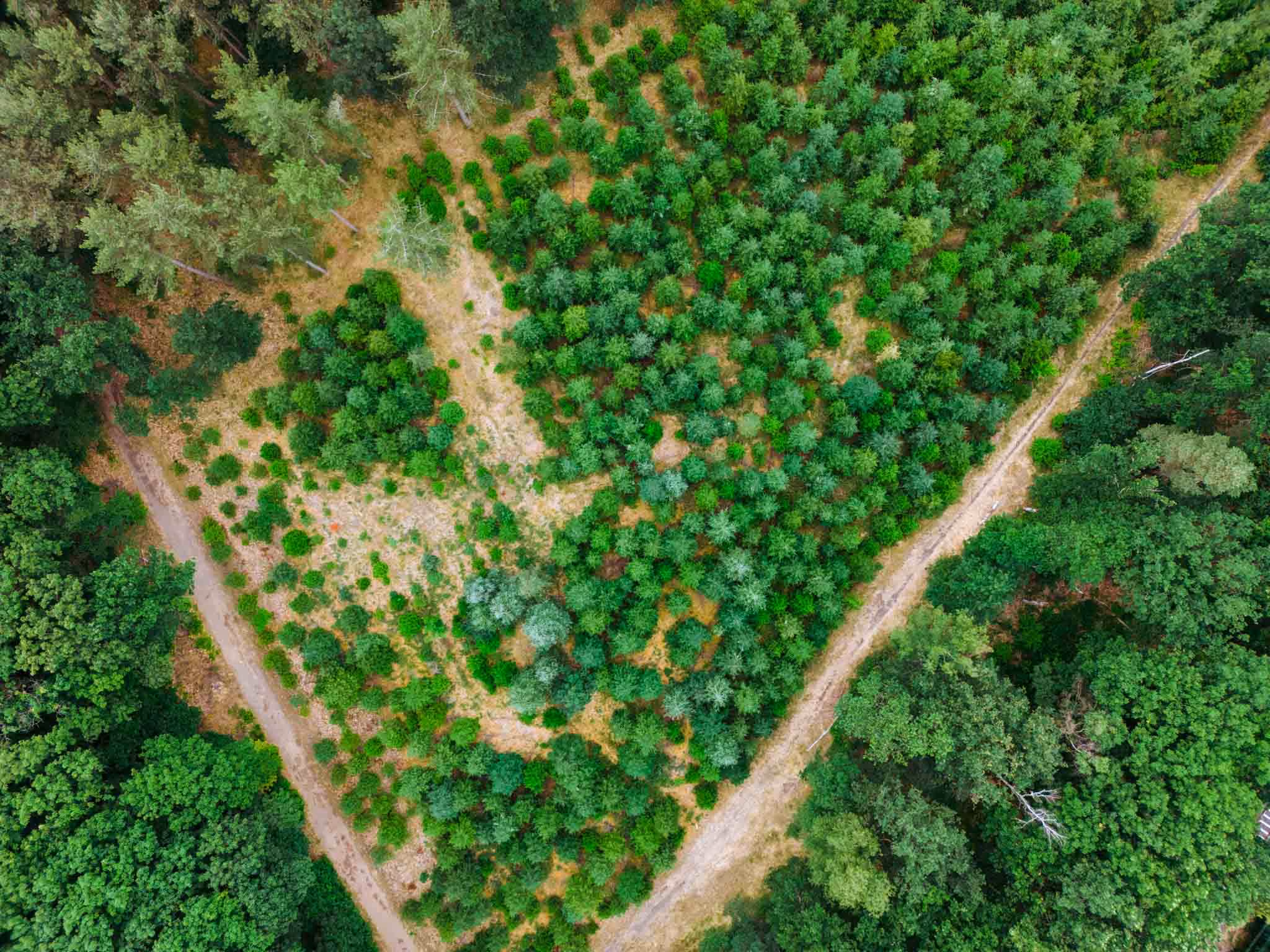 Luftbild eines Waldes mit kleinen Bäumen und zwei sich kreuzenden Waldwegen.