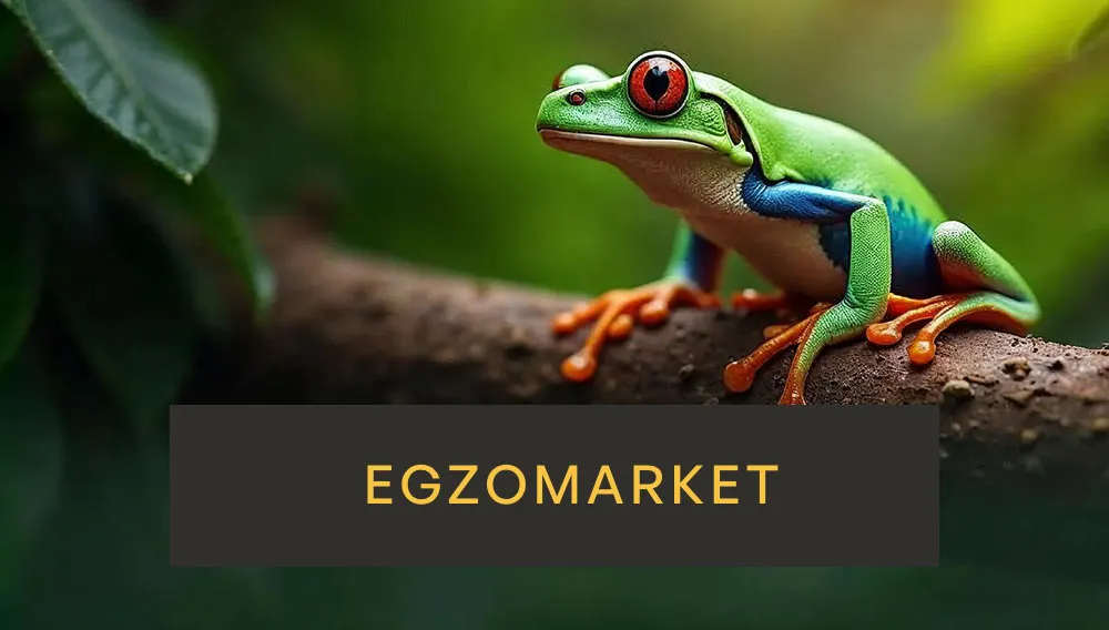 Grammostola pulchripes L2/3 rozkarmione