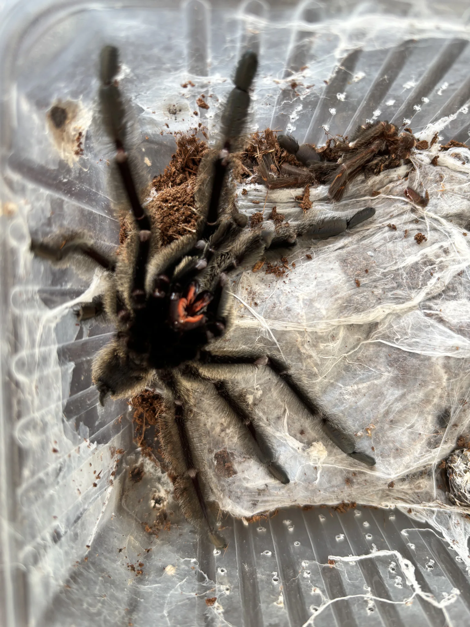 Dorosły samiec Psalmopoeus irmina