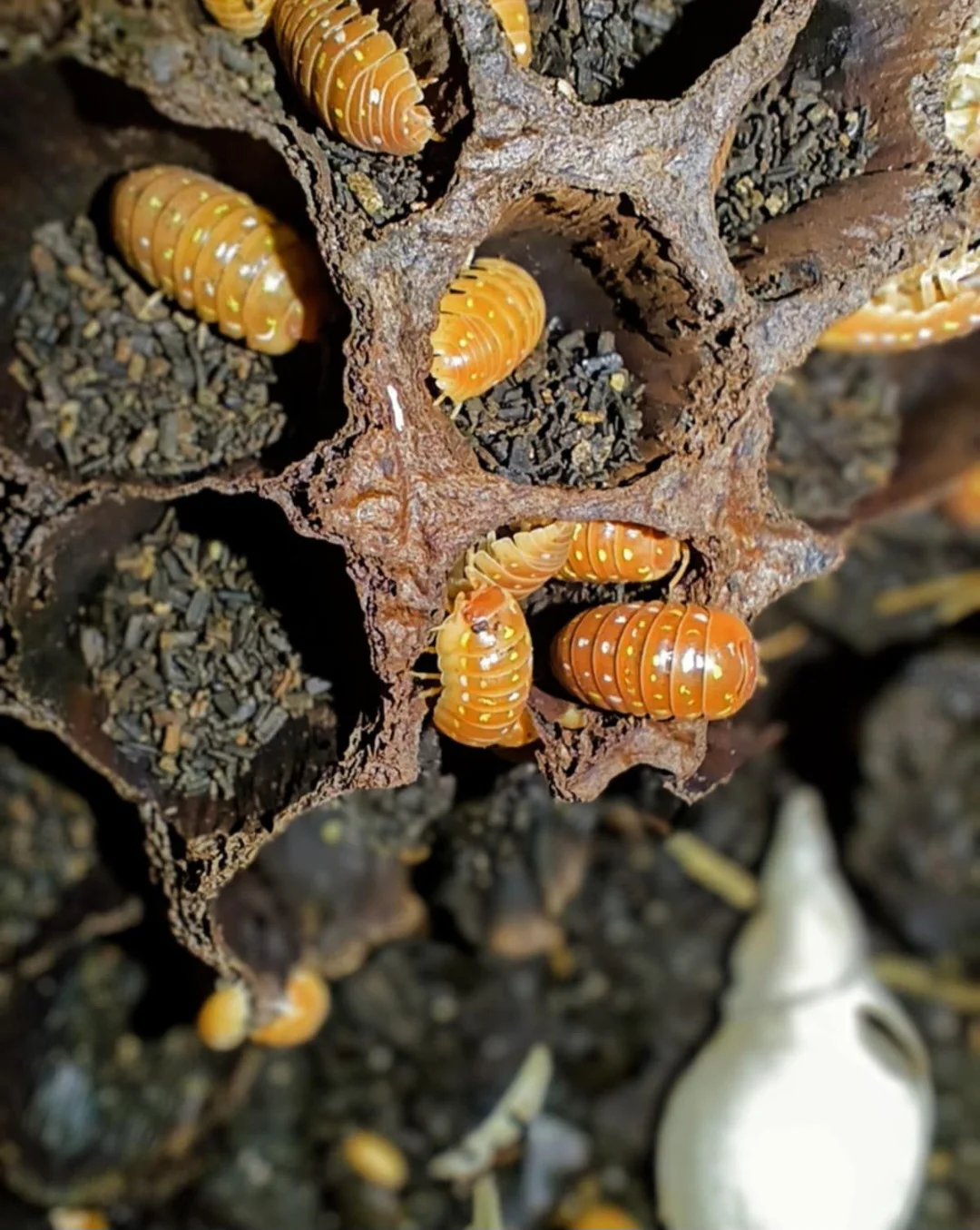 Sprzedam Isopody Armadillidium Frontetriangulum Orange 