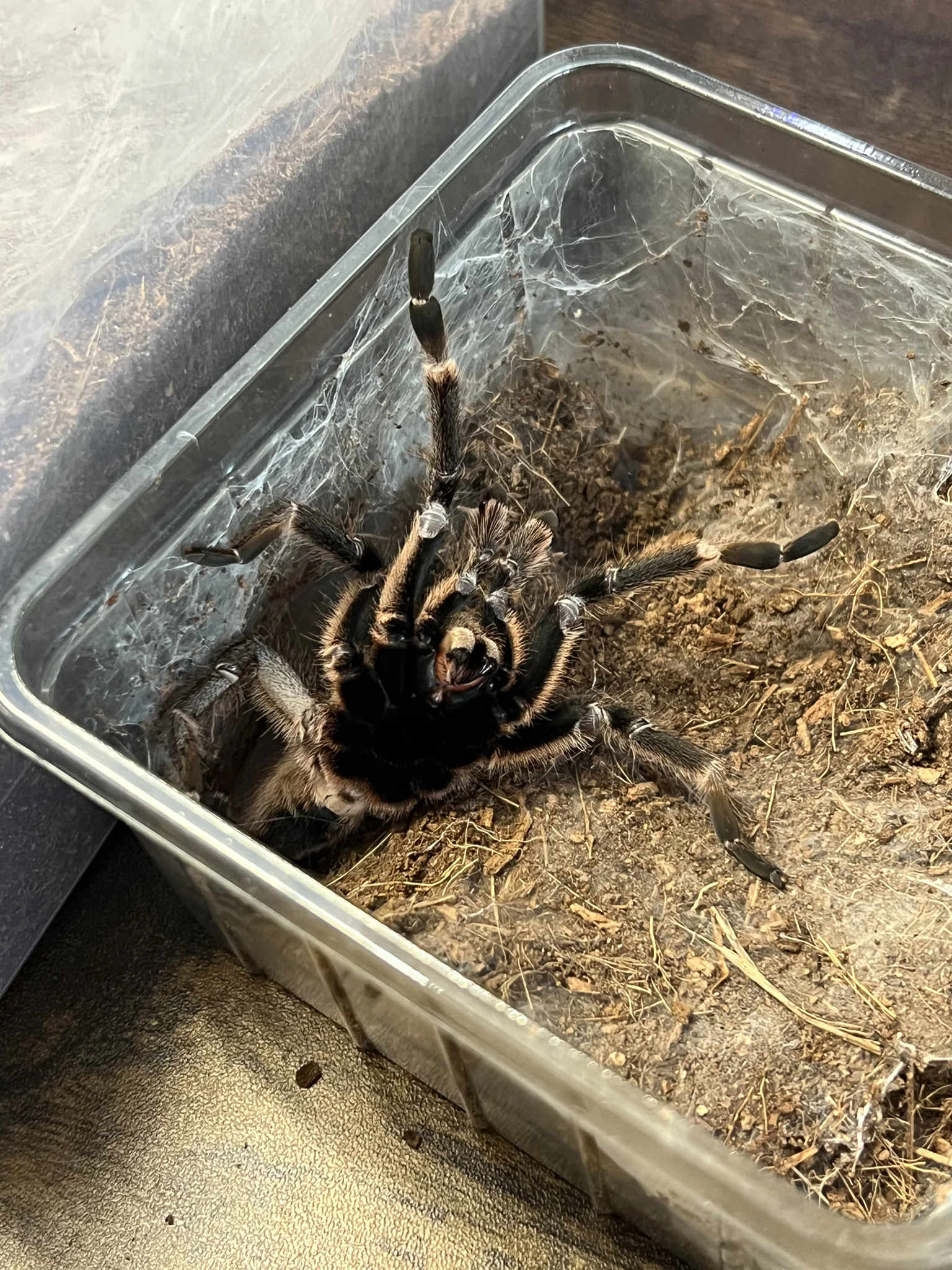 Ptasznik, Skorpiony, Pająki właściwe MYSTERY BOX +100% WARTOŚCI !