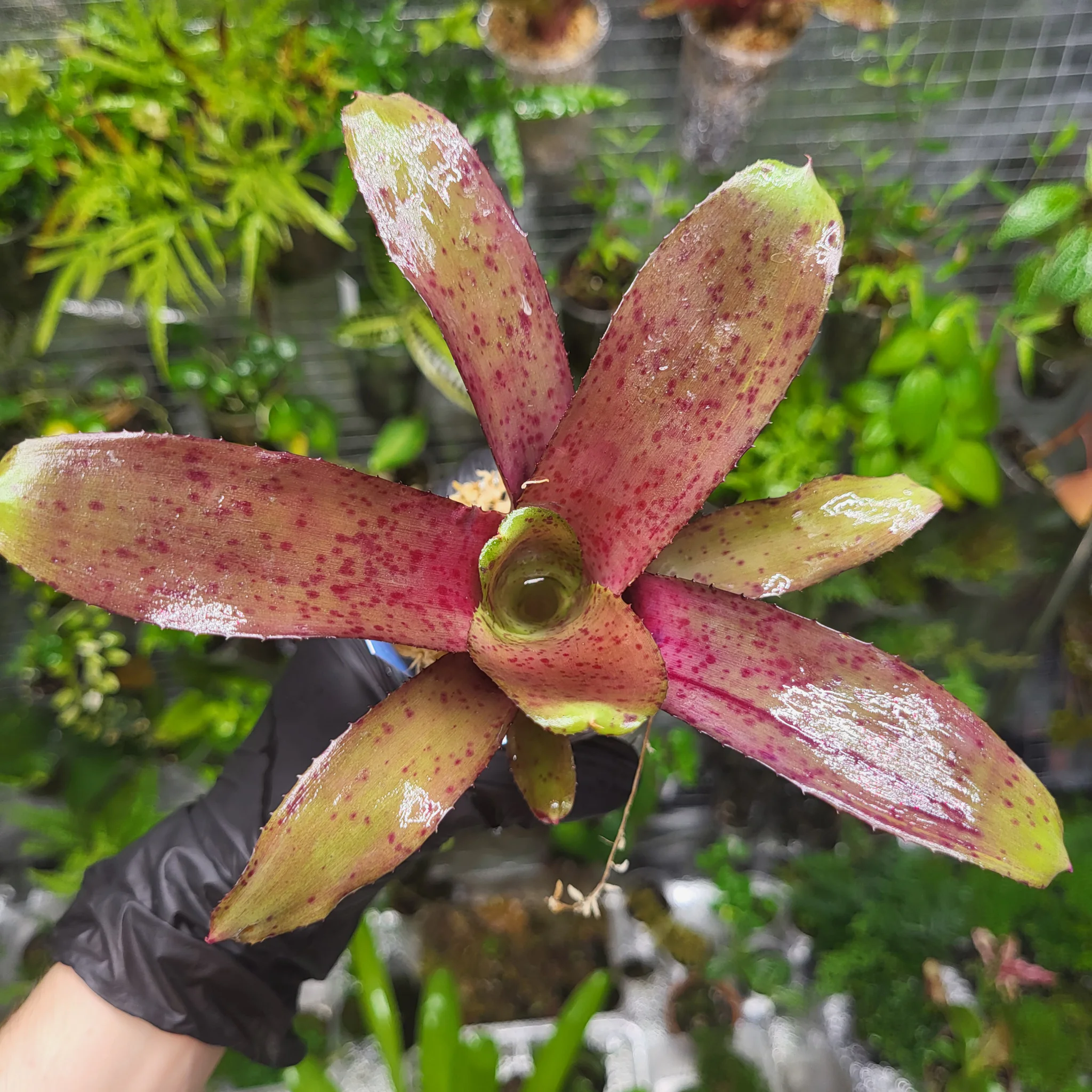 Neoregelia Amazon