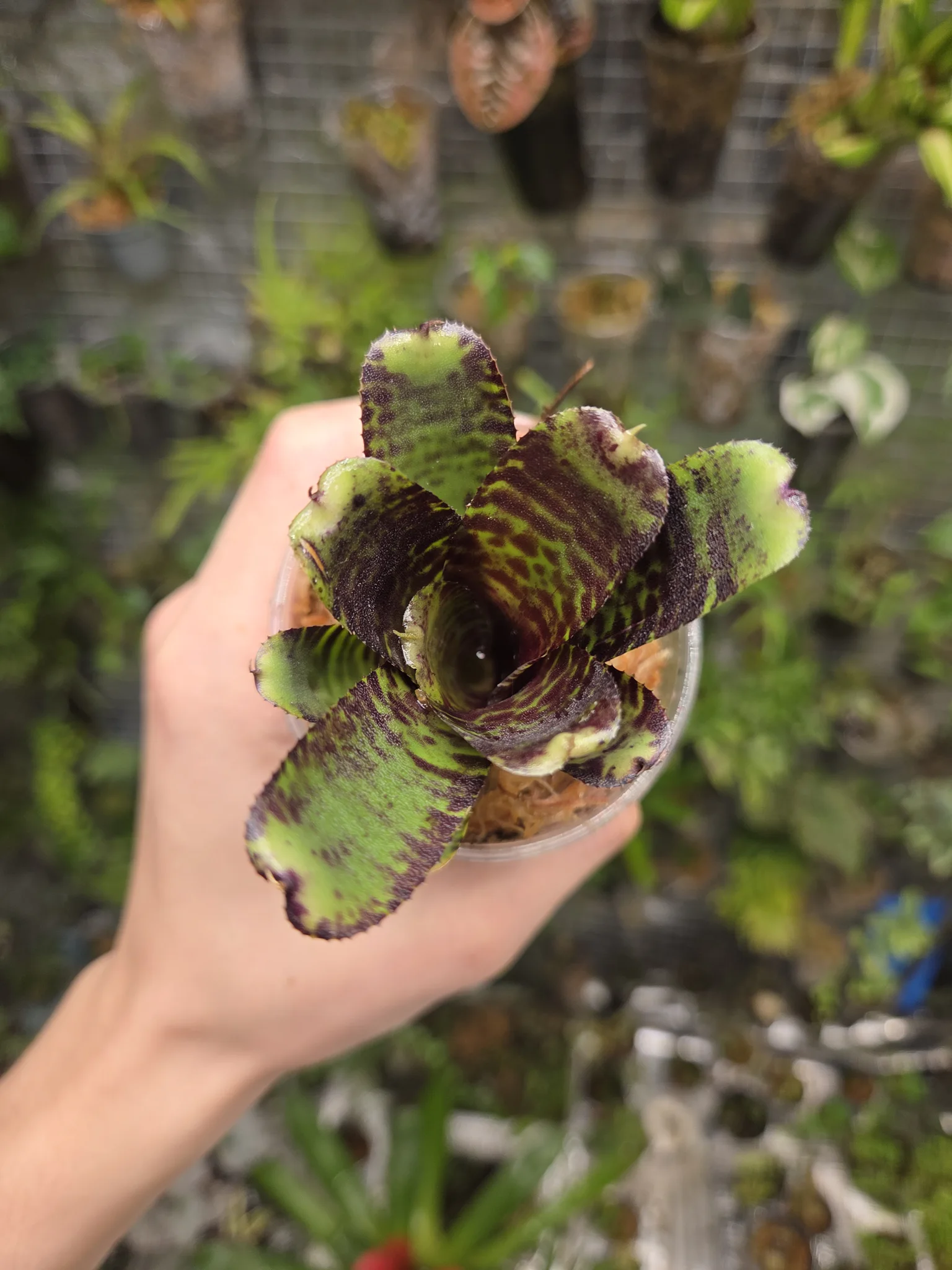 Neoregelia lilliputeana x dungsiana