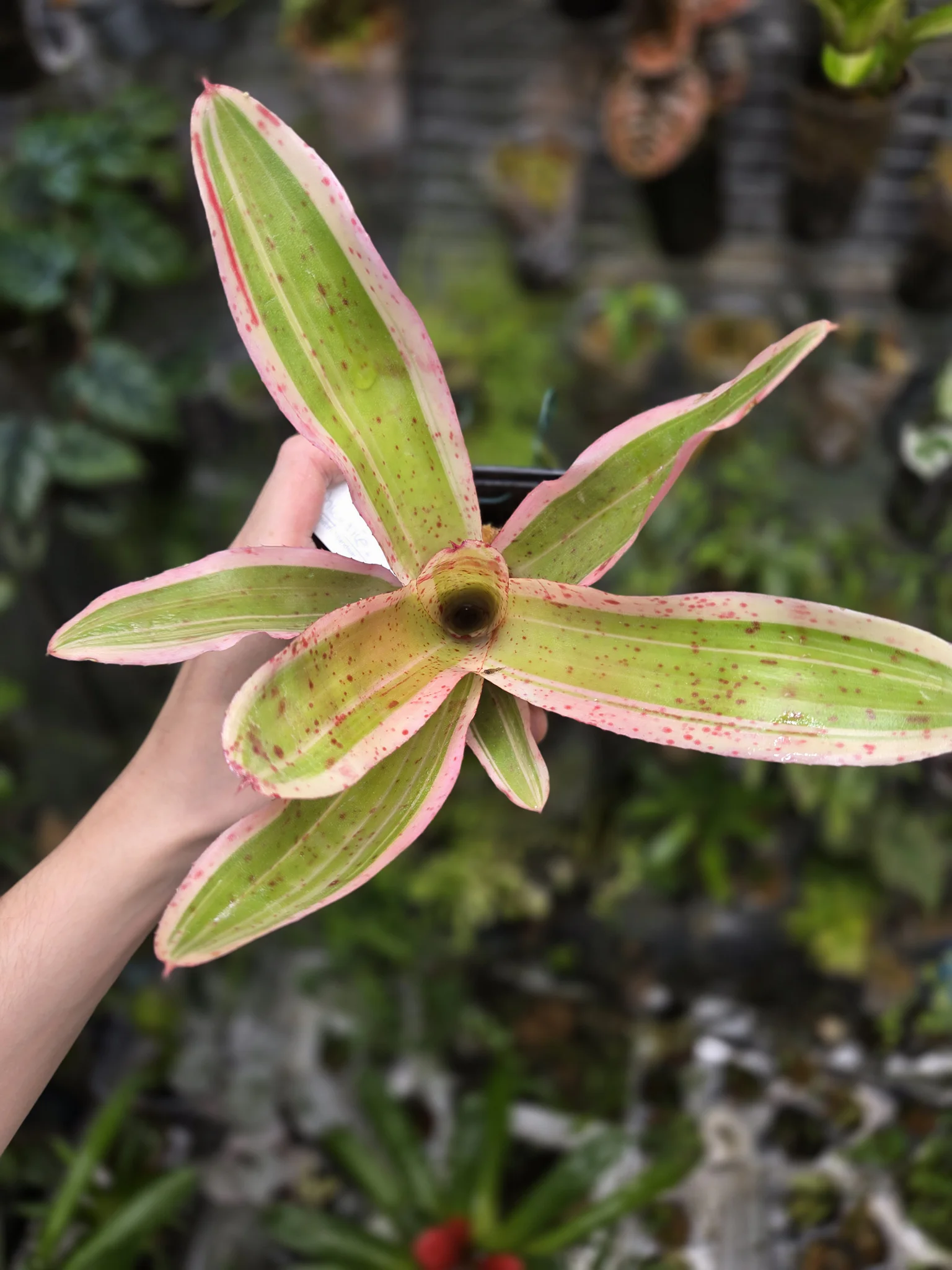 Neoregelia Iphigenie