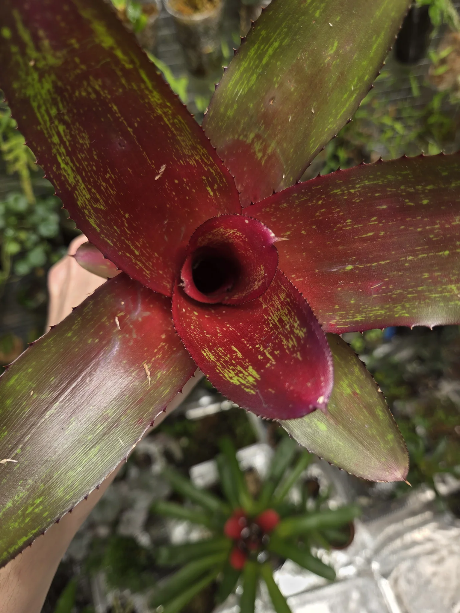 Neoregelia Rio Grande