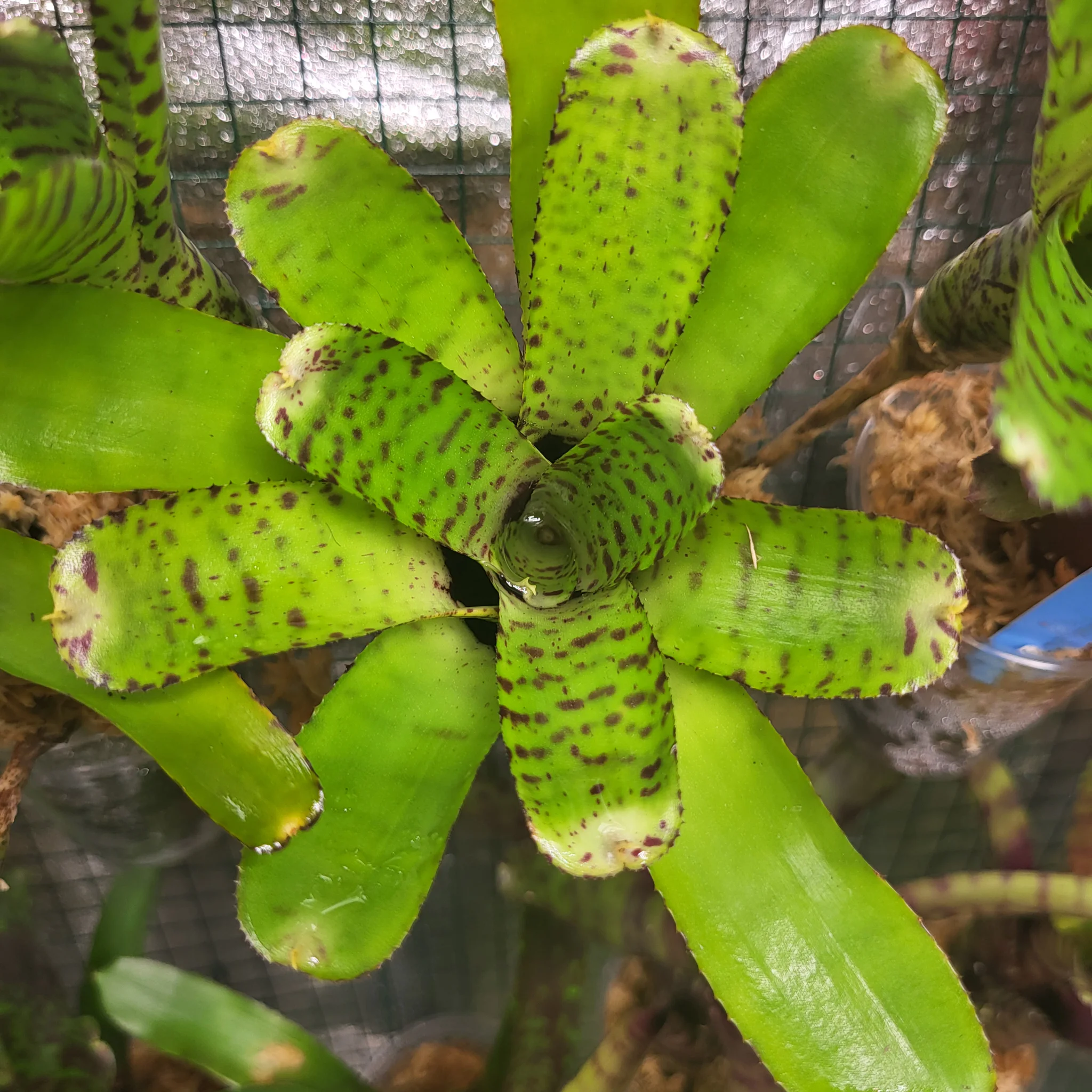Neoregelia punctatissima