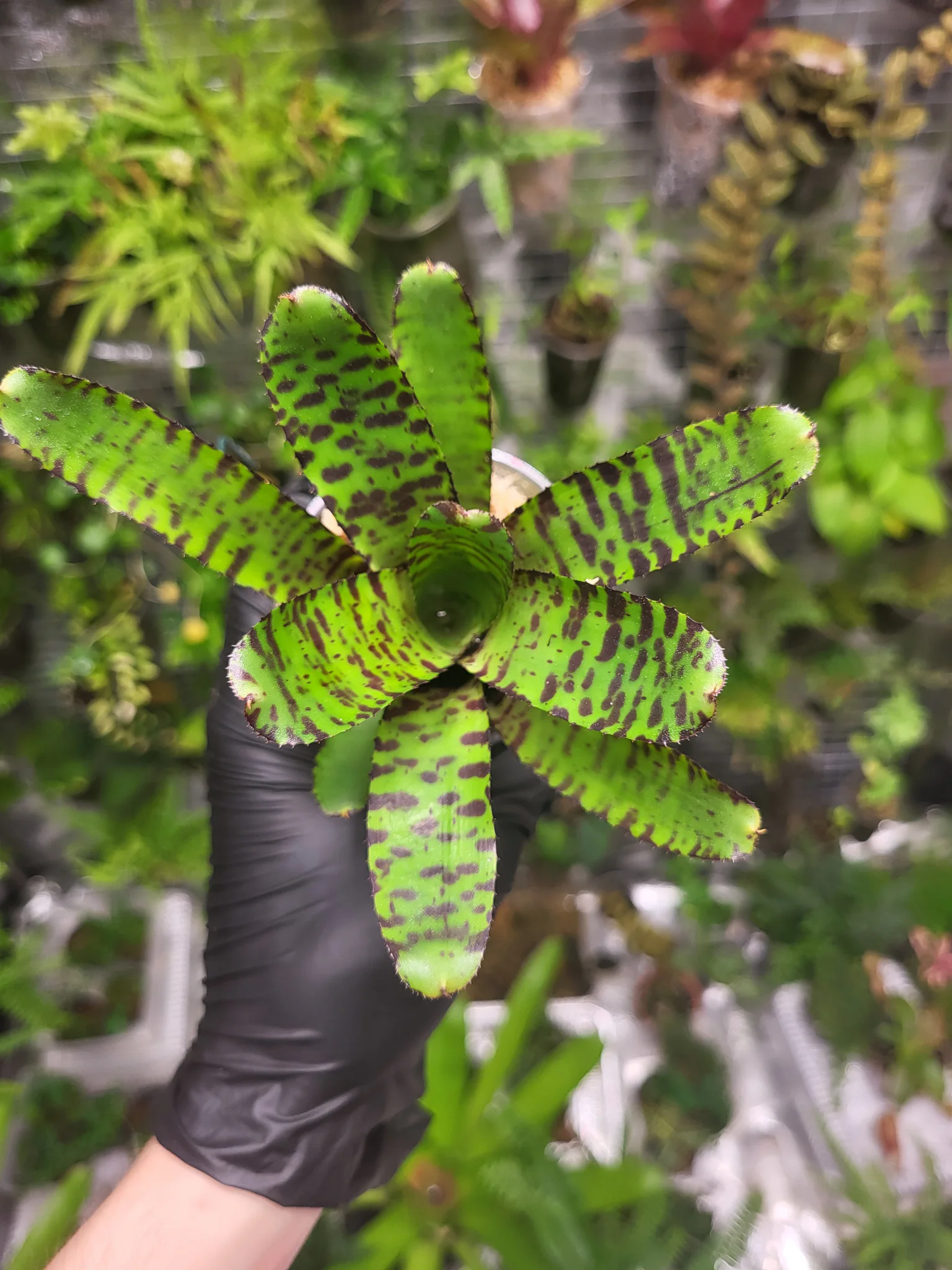 Neoregelia Joao Marcio