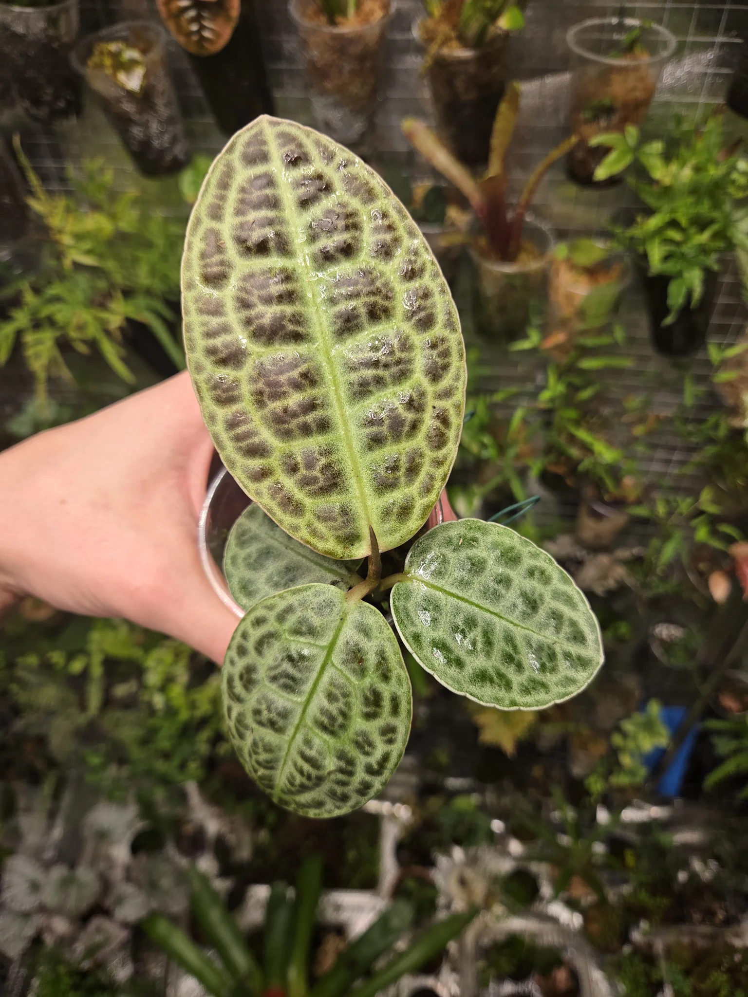 Labisia 'turtle back'