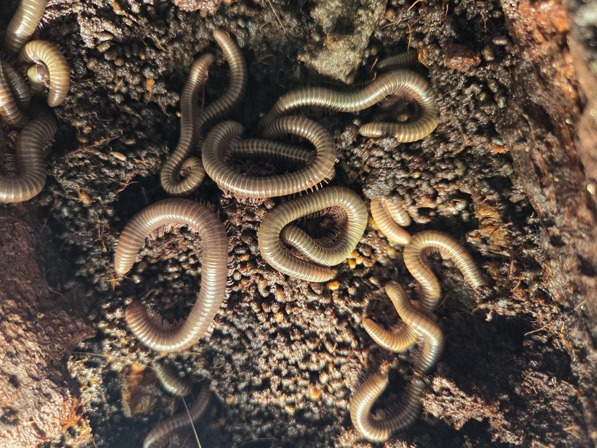 Młode wije kenijskie 