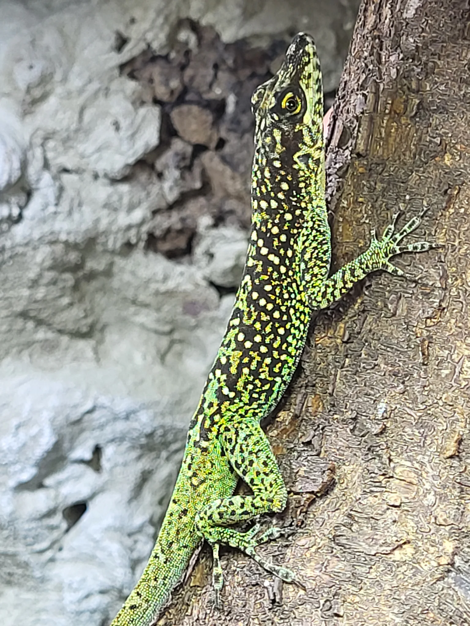 Anolis roquet summus 