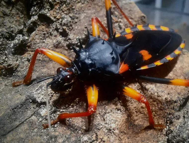 Pluskwiaki PSYTALLA HORRIDA 5 sztuk L1-3