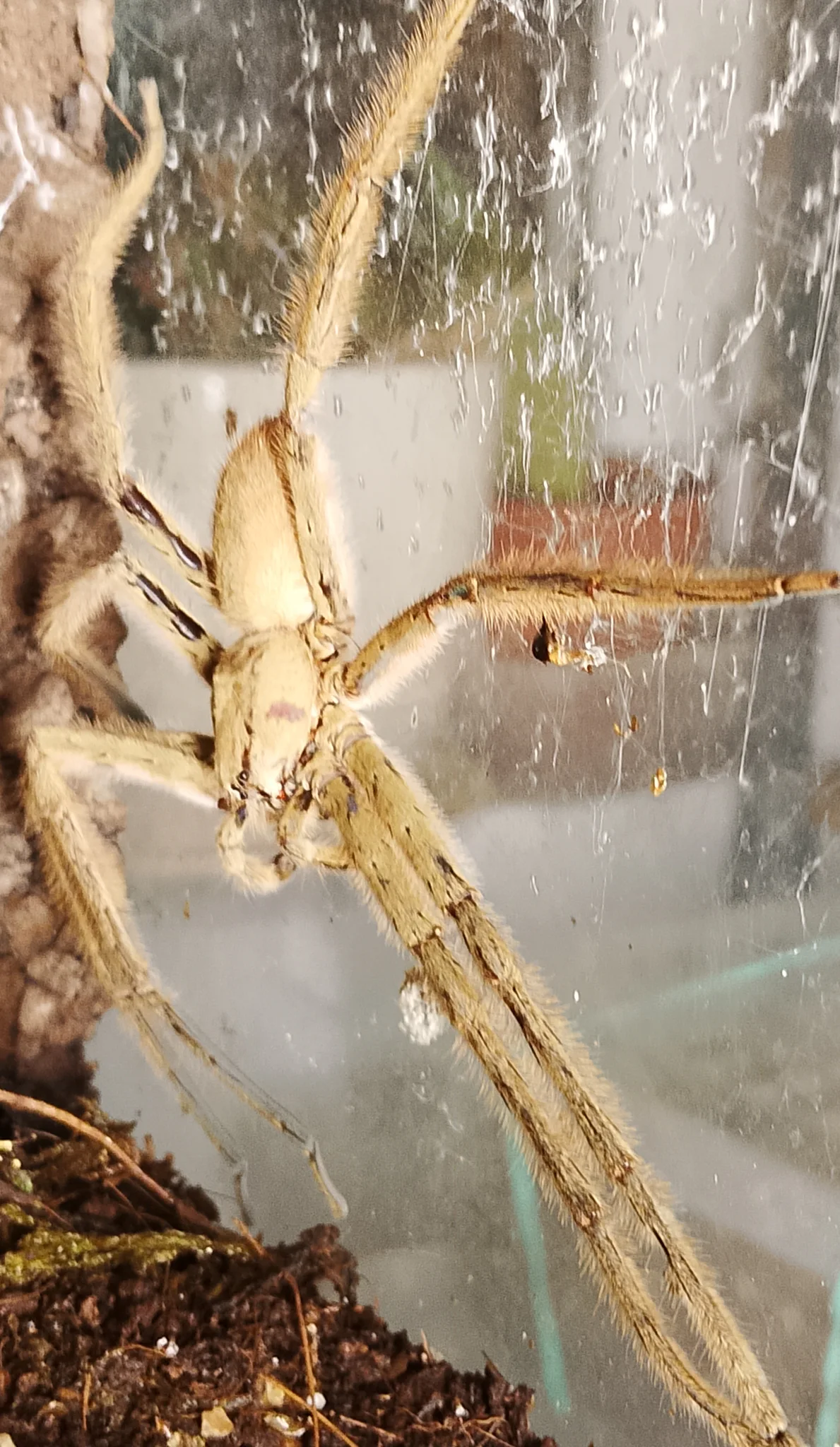 Dorosły samiec Cupiennius sakei