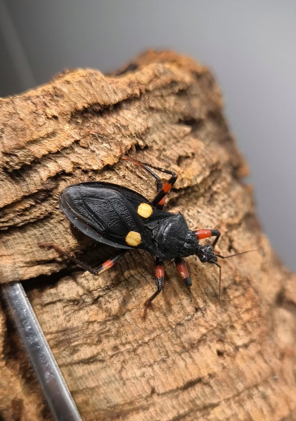 Platymeris guttatipennis 4 sztuki L1-3