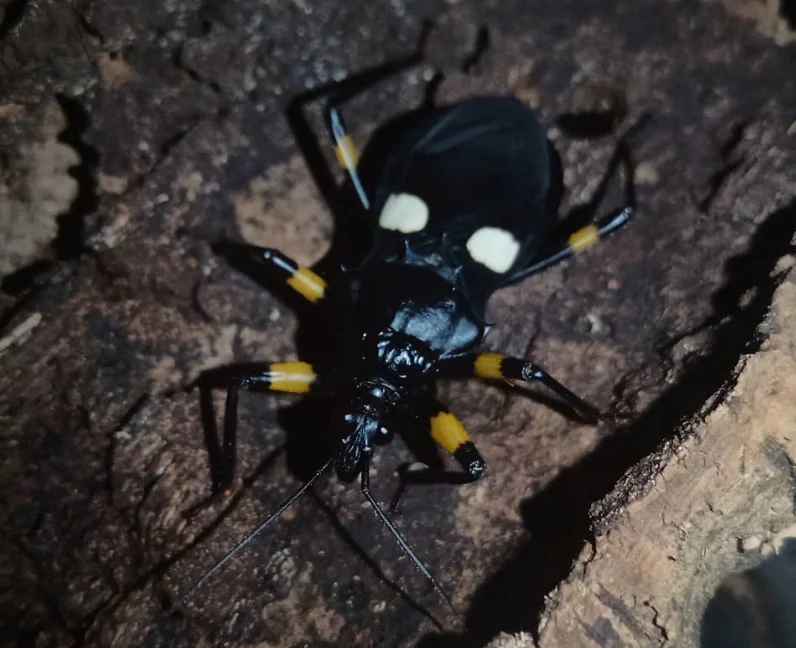 Platymeris Biguttatus pluskwiak dwuplamy 5 sztuk