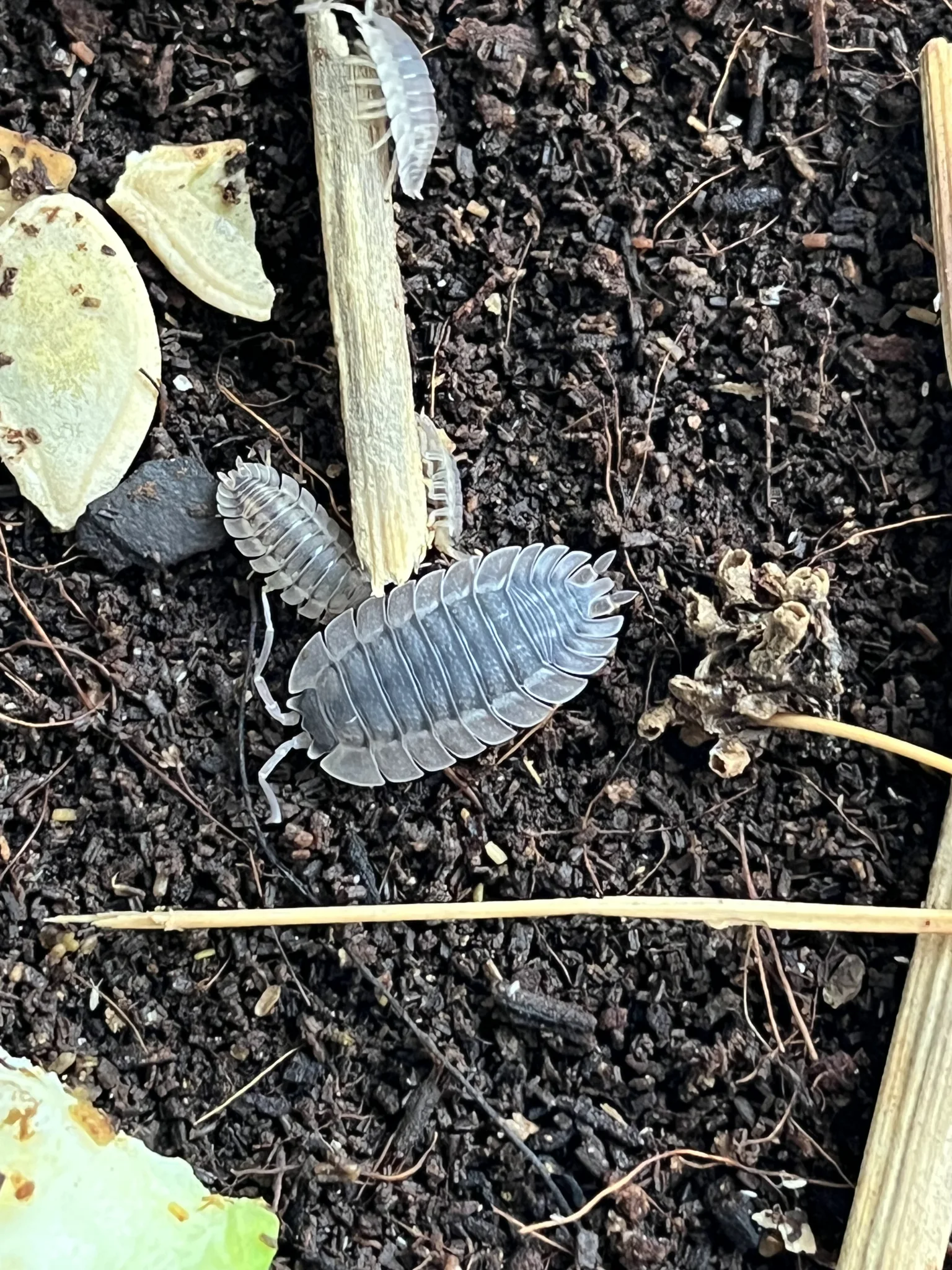 Isopody (Porcellio spatulatus coros)