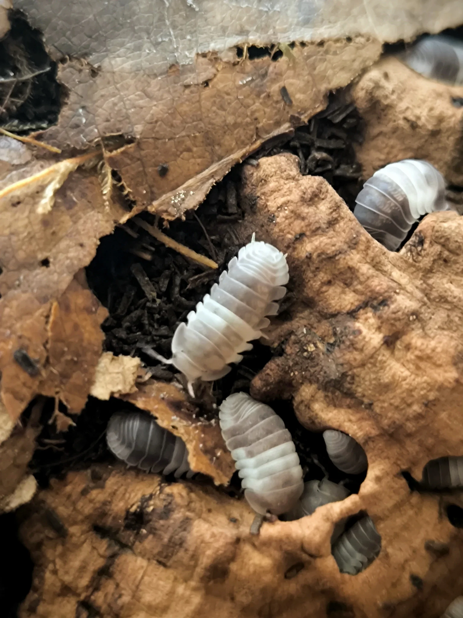 CUBARIS SP. PANDA KING 10 Sztuk prosionki ekipa sprzątająca