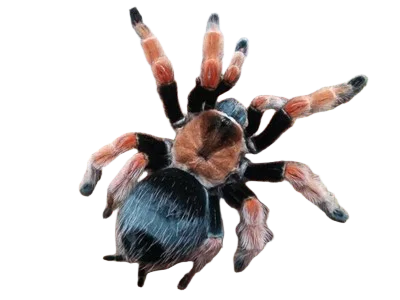 Brachypelma boehmei L3 – Ptasznik meksykański ognistonogi