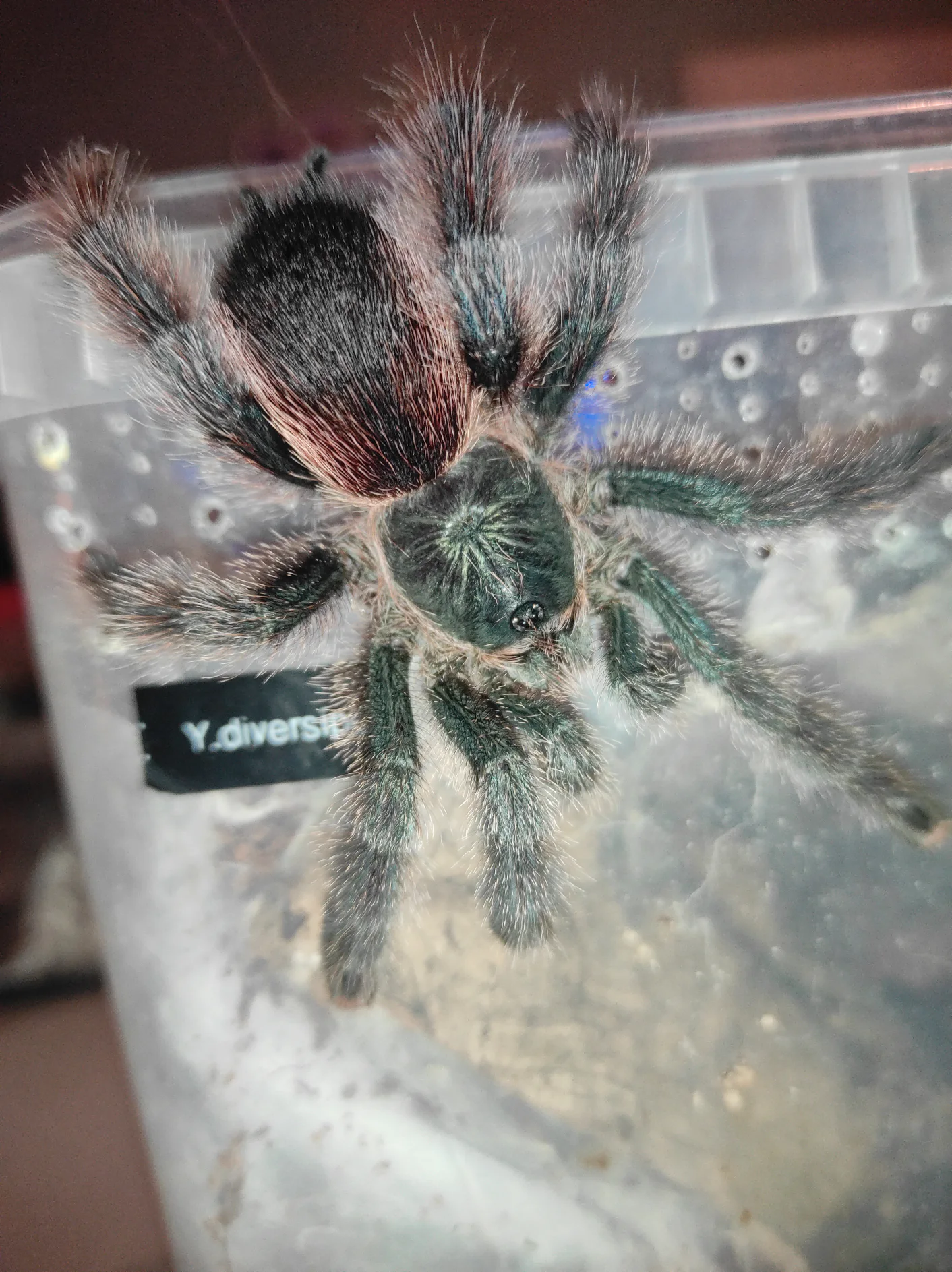 Avicularia Braunshauseni l1