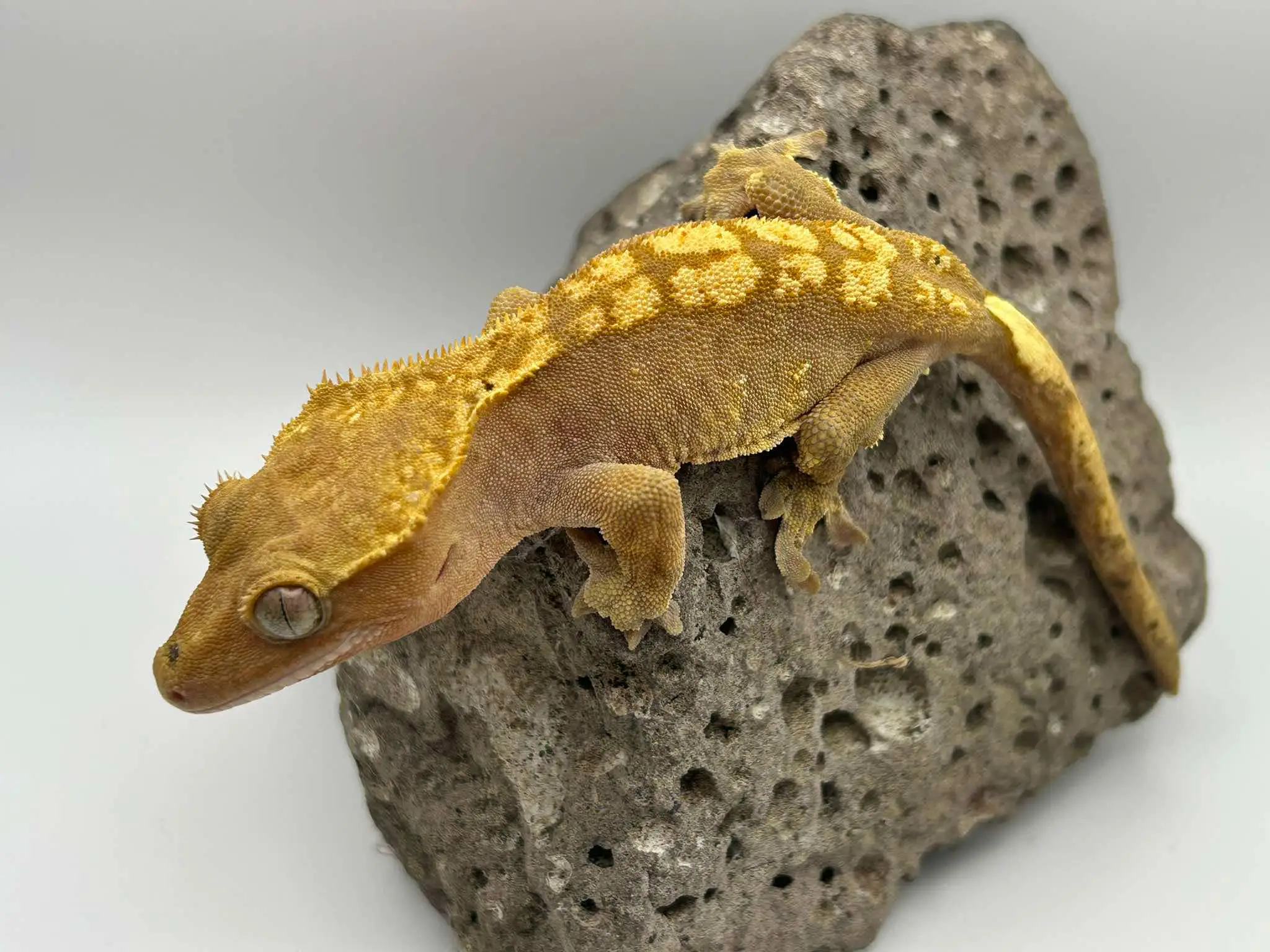 Samice i samce Gekona orzęsionego ( Correlophus  ciliatus )