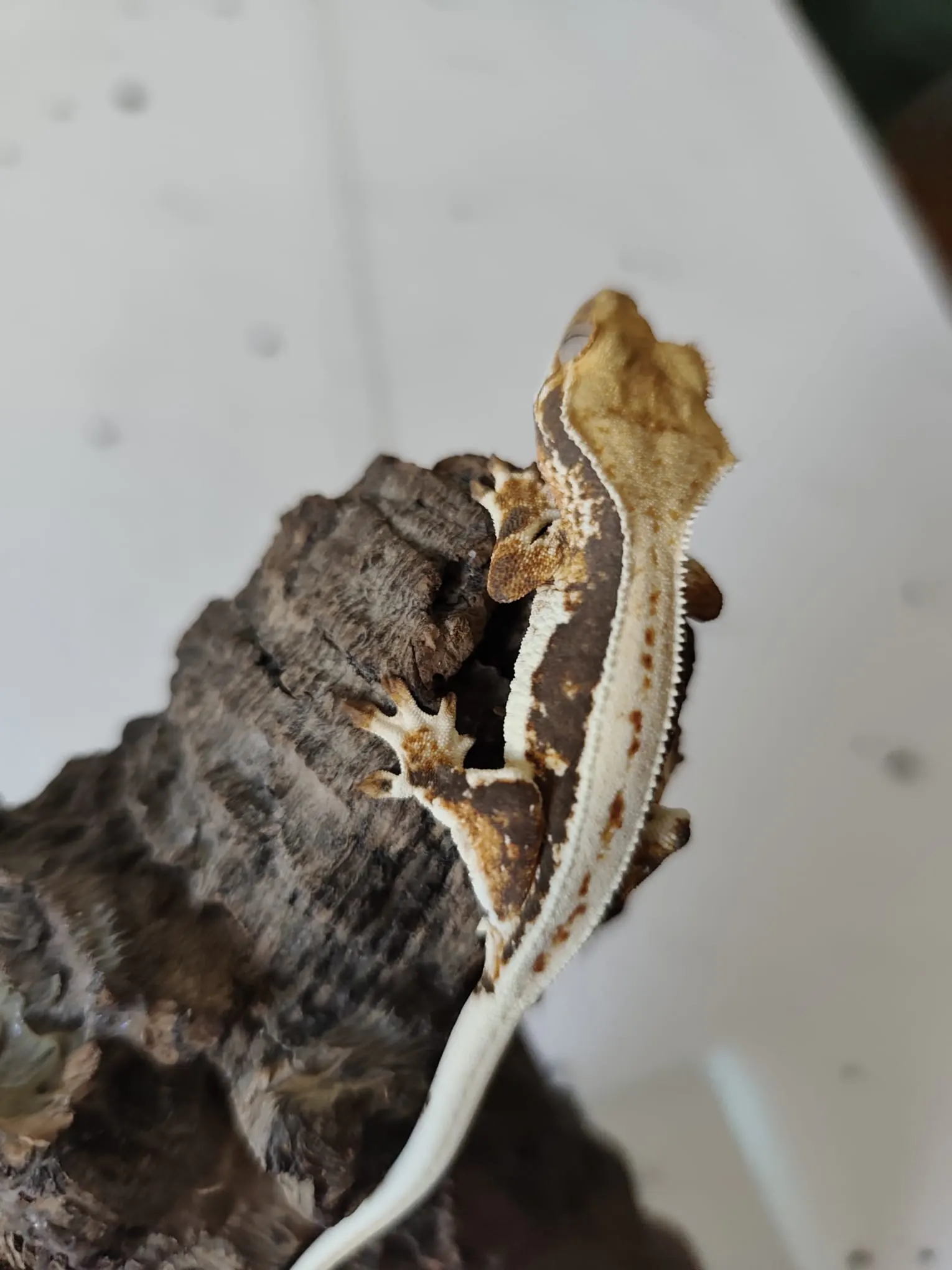 Gekony orzęsione Toruń