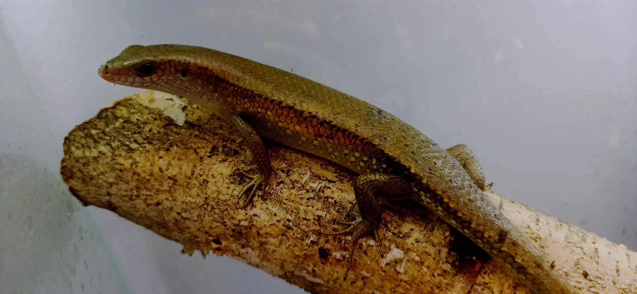 mabuya multifasciata 