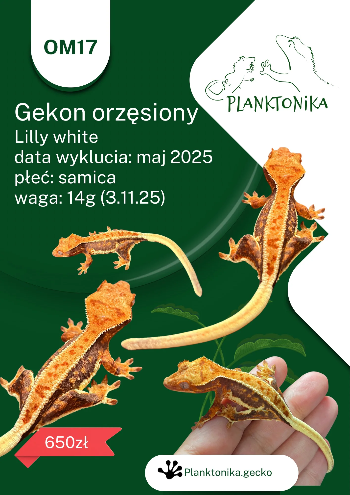 Gekon orzęsiony