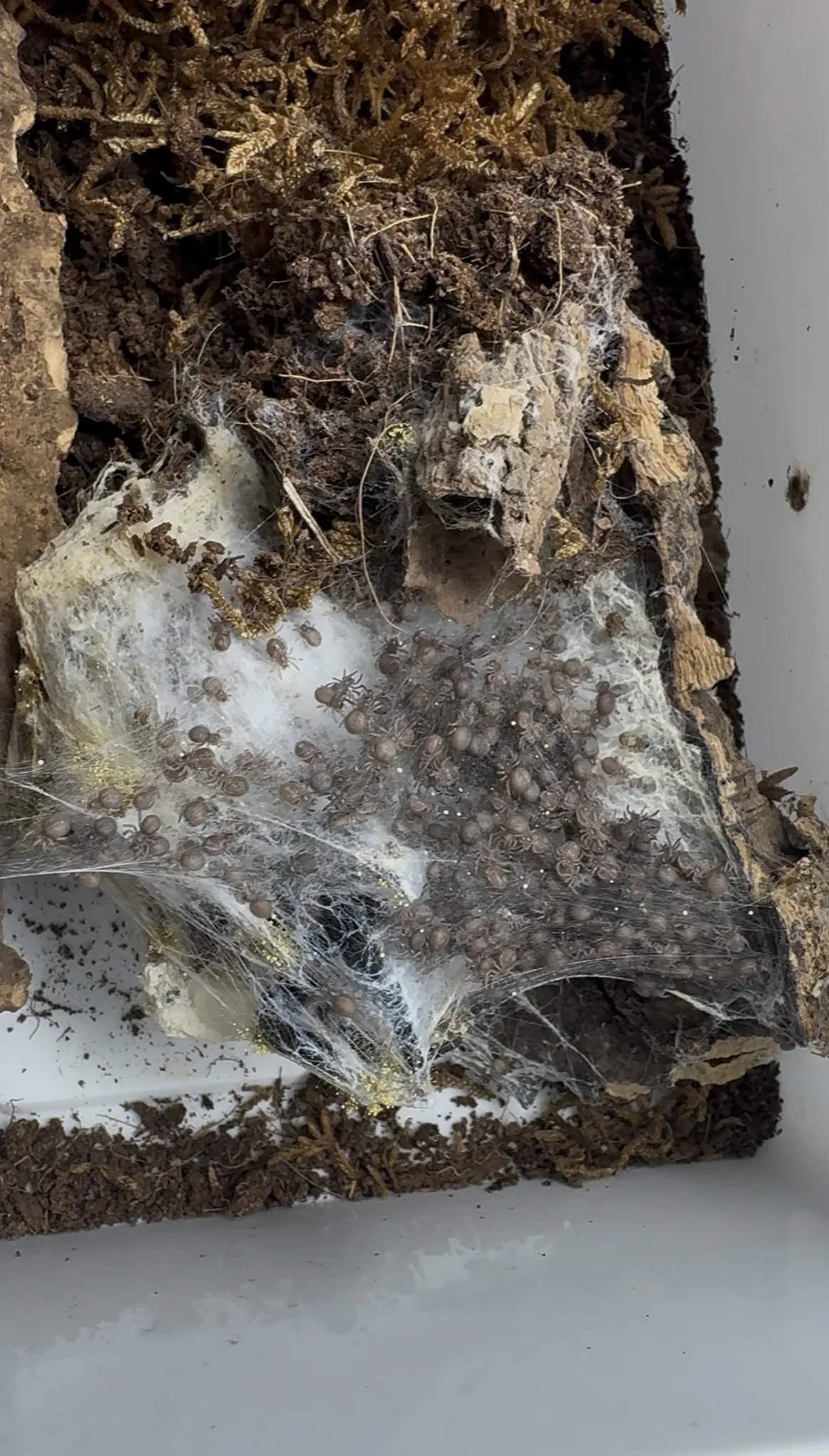 Eresus Walckenaeri l2