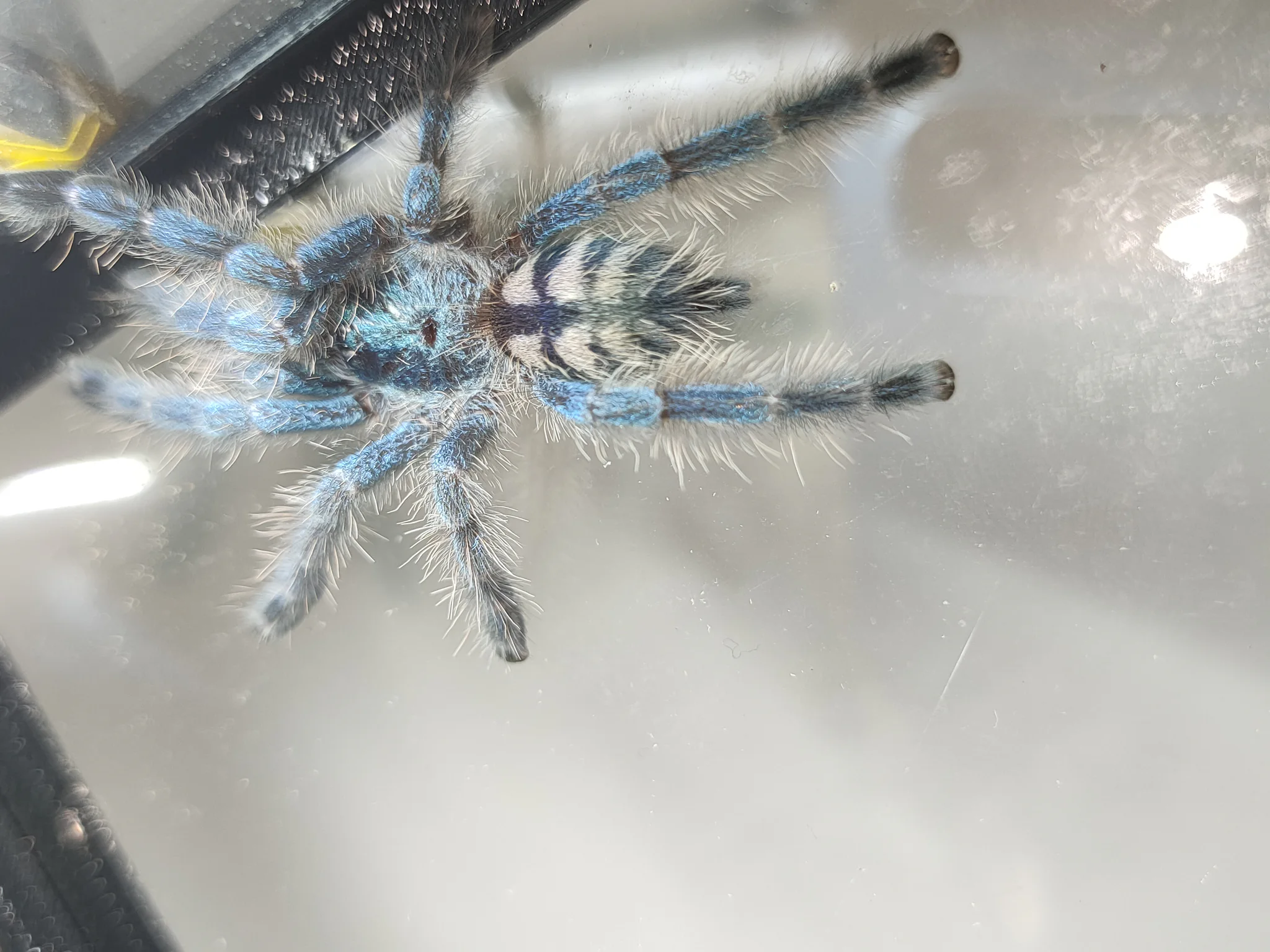 Caribena versicolor L6