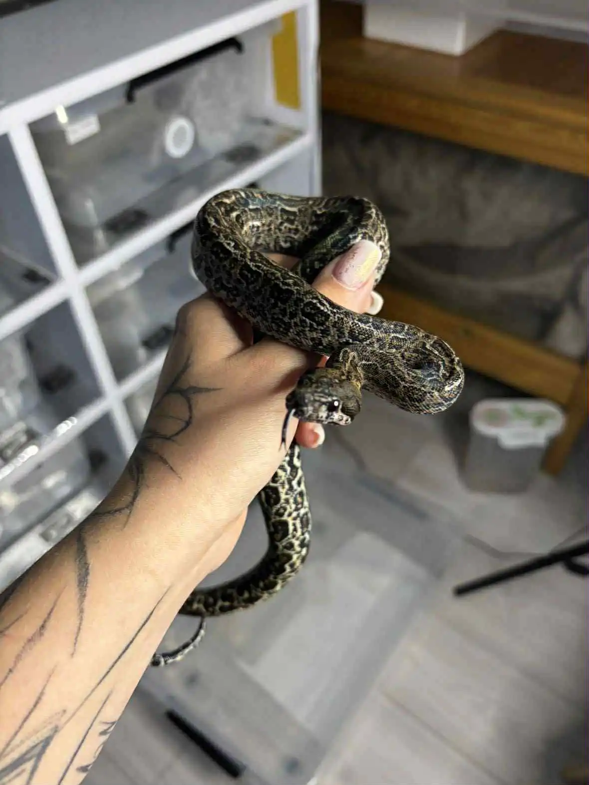 Podrostki regius i boa 