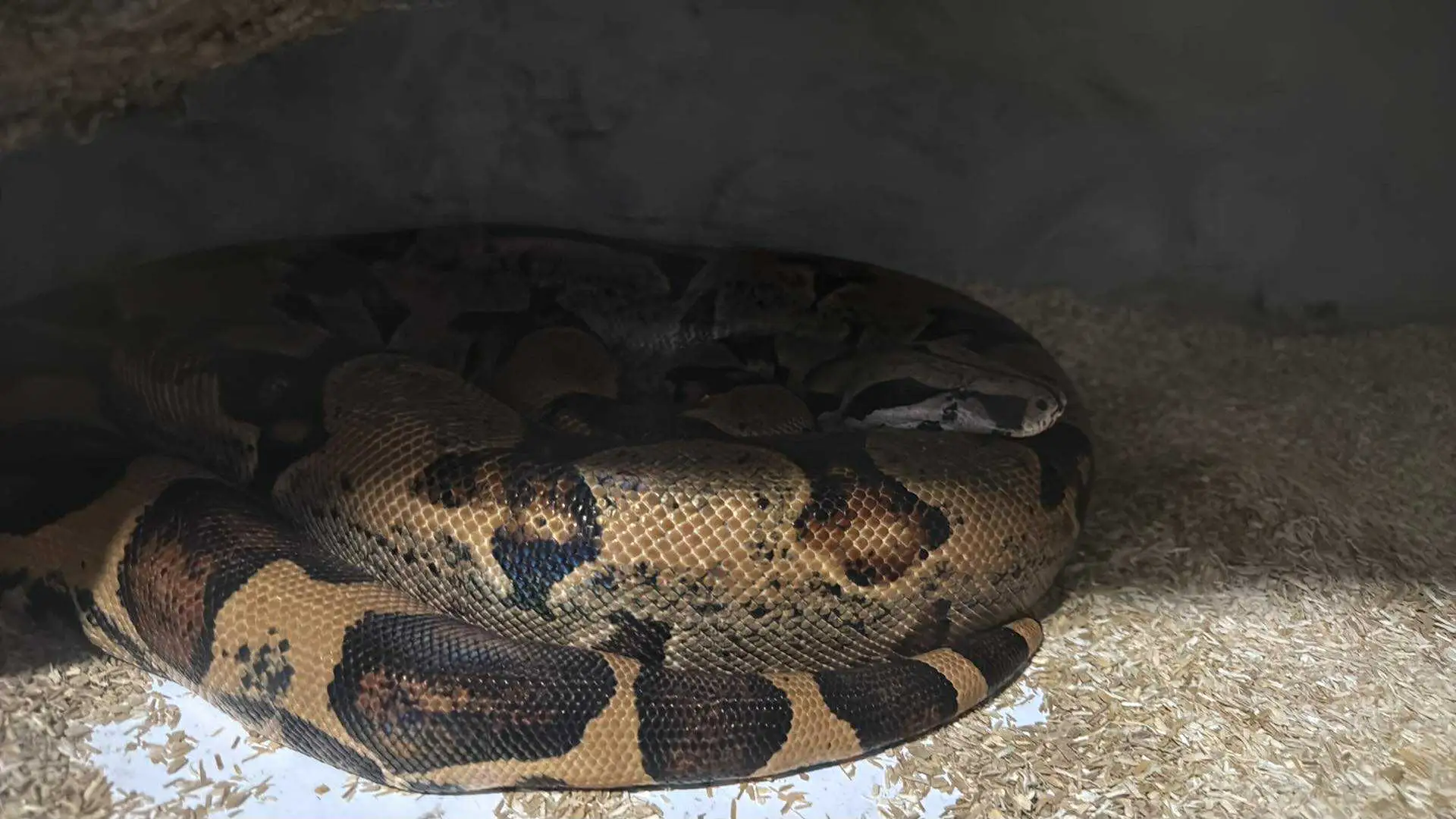 Dorosła samica i samiec boa 