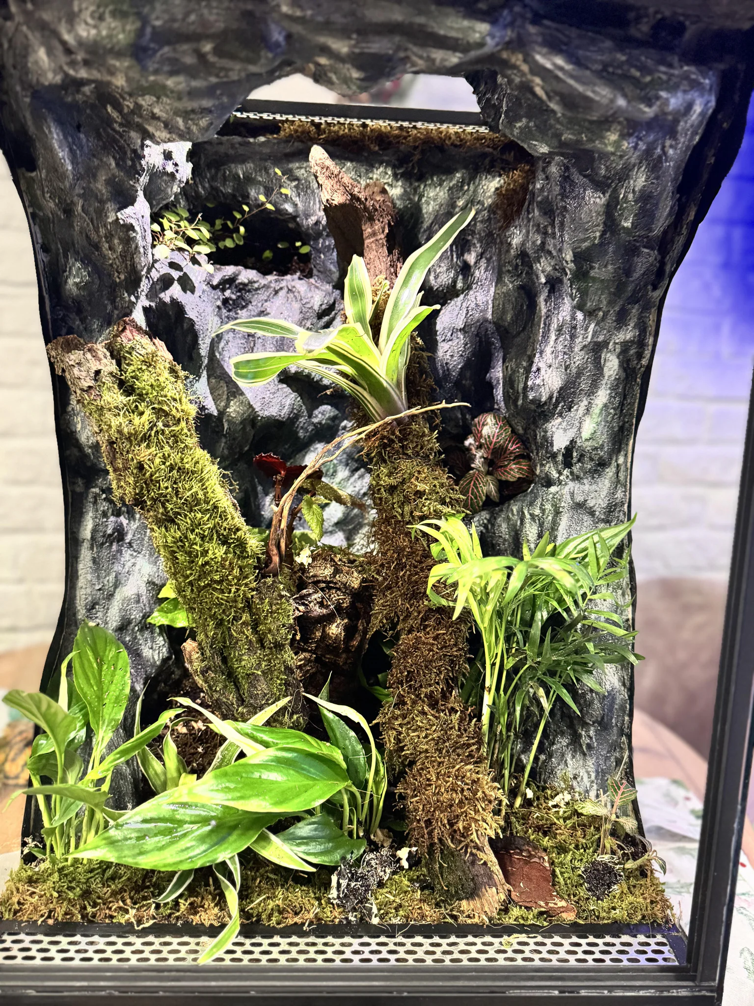Terrarium tropikalne 40x40x60