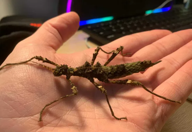 Trachyaretaon sp. North Luzon Straszyk Patyczak Owad sprzedam