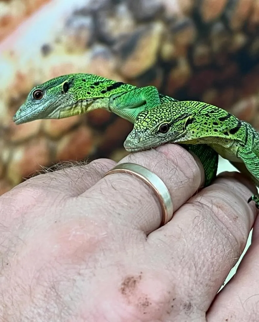 Waran zielony na sprzedaż 