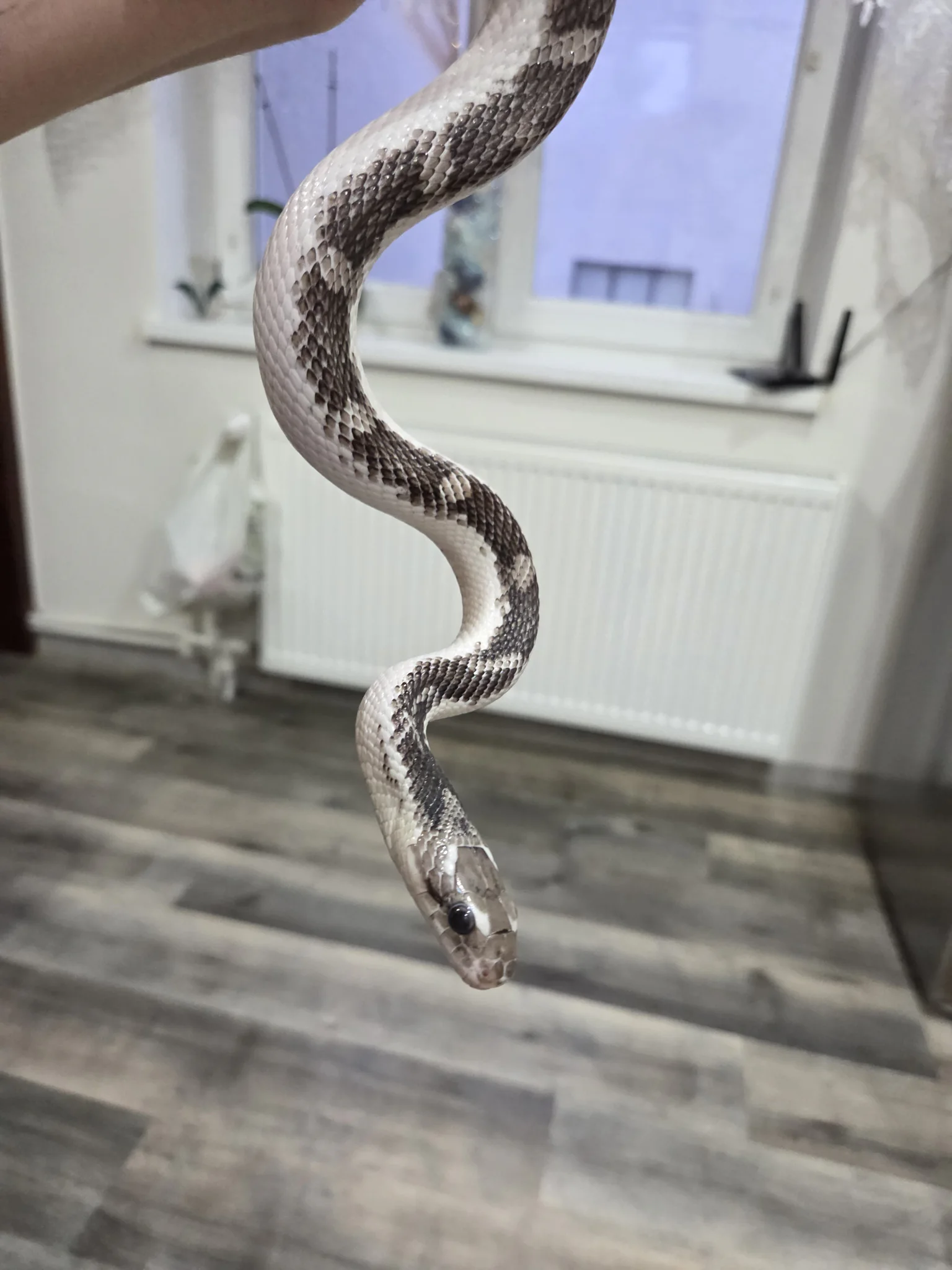 Wąż p. Obsoleta poss het Leucistic parka