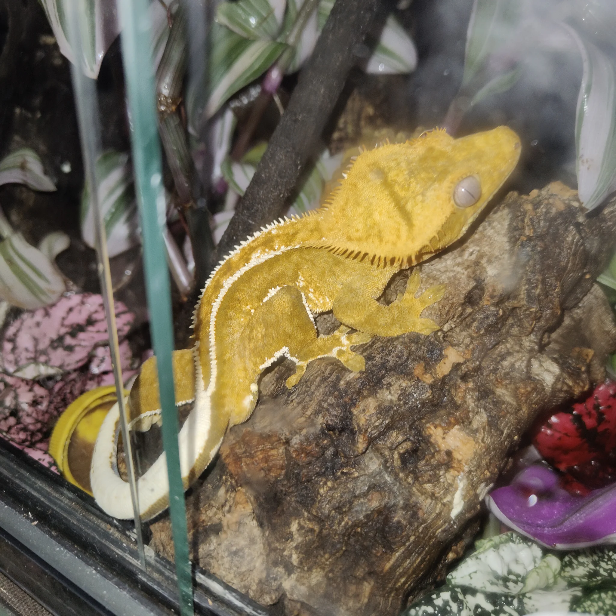 Sprzedam samca gekona orzęsionego 