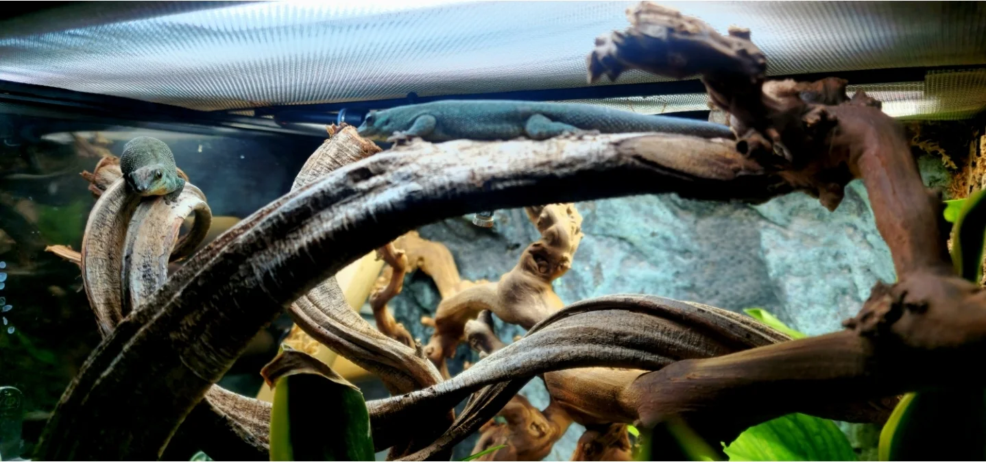 Phelsuma abotti sumptio 