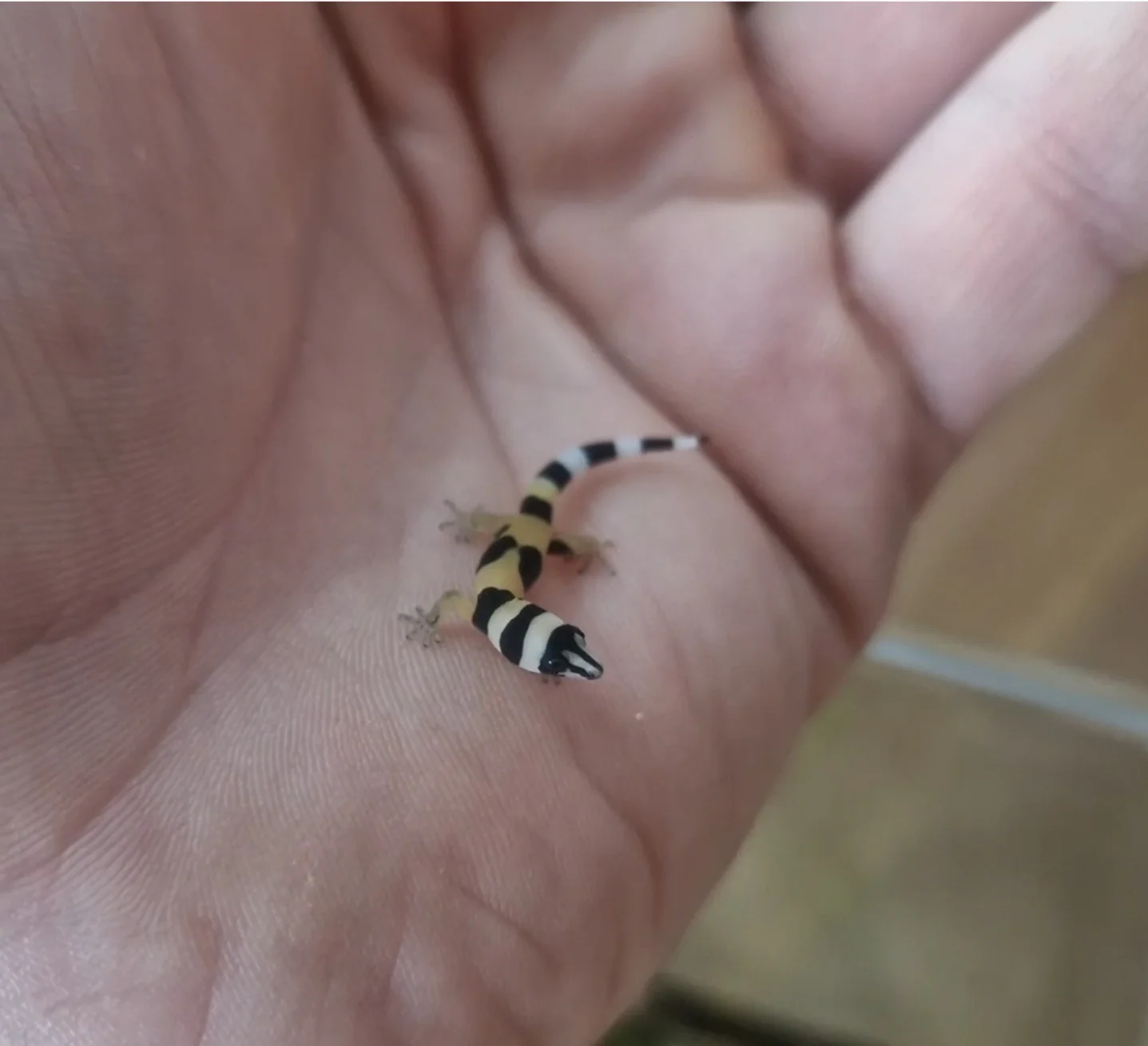 Spaerodactylus torrei nsex