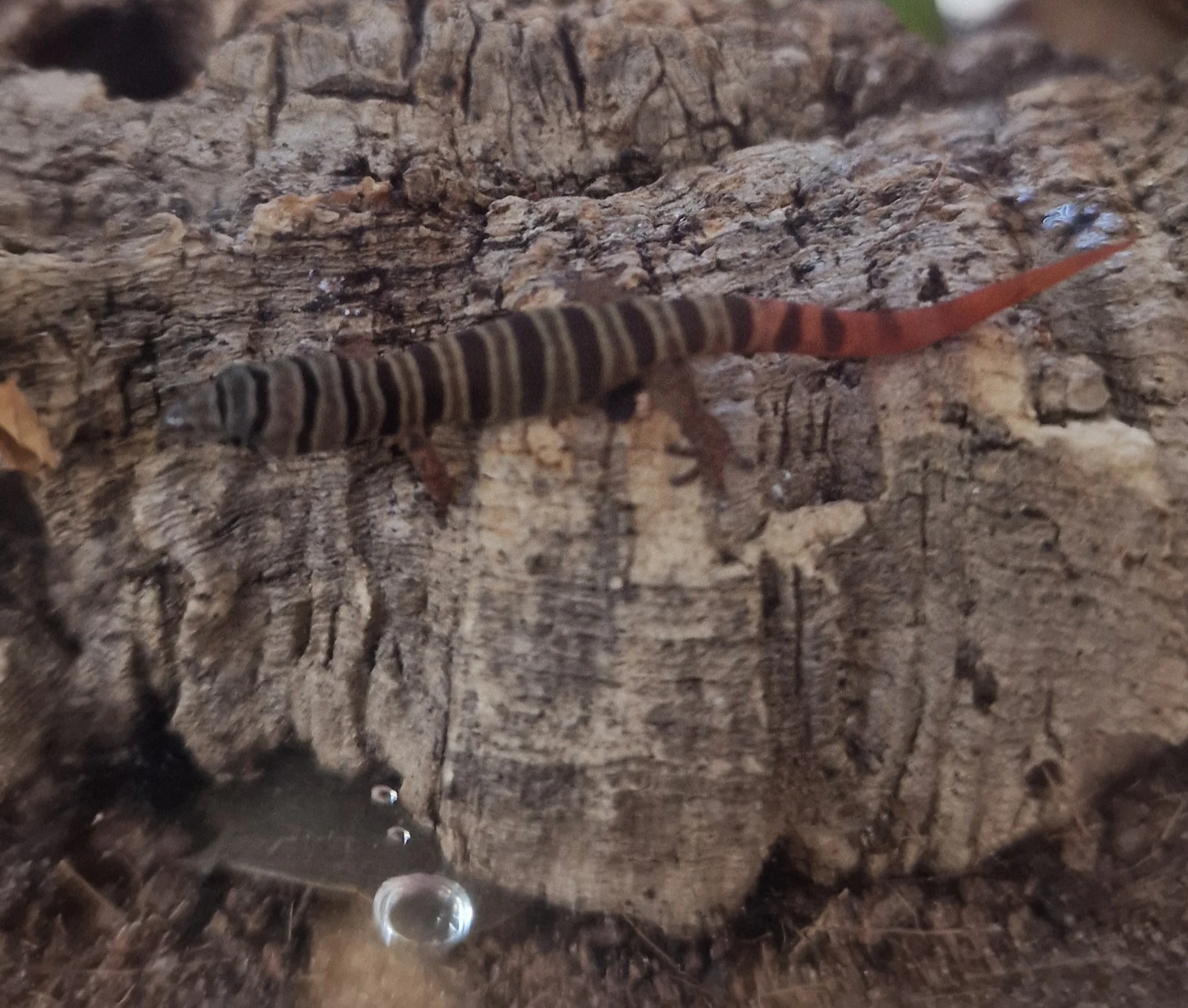 Spaerodactylus elegans 