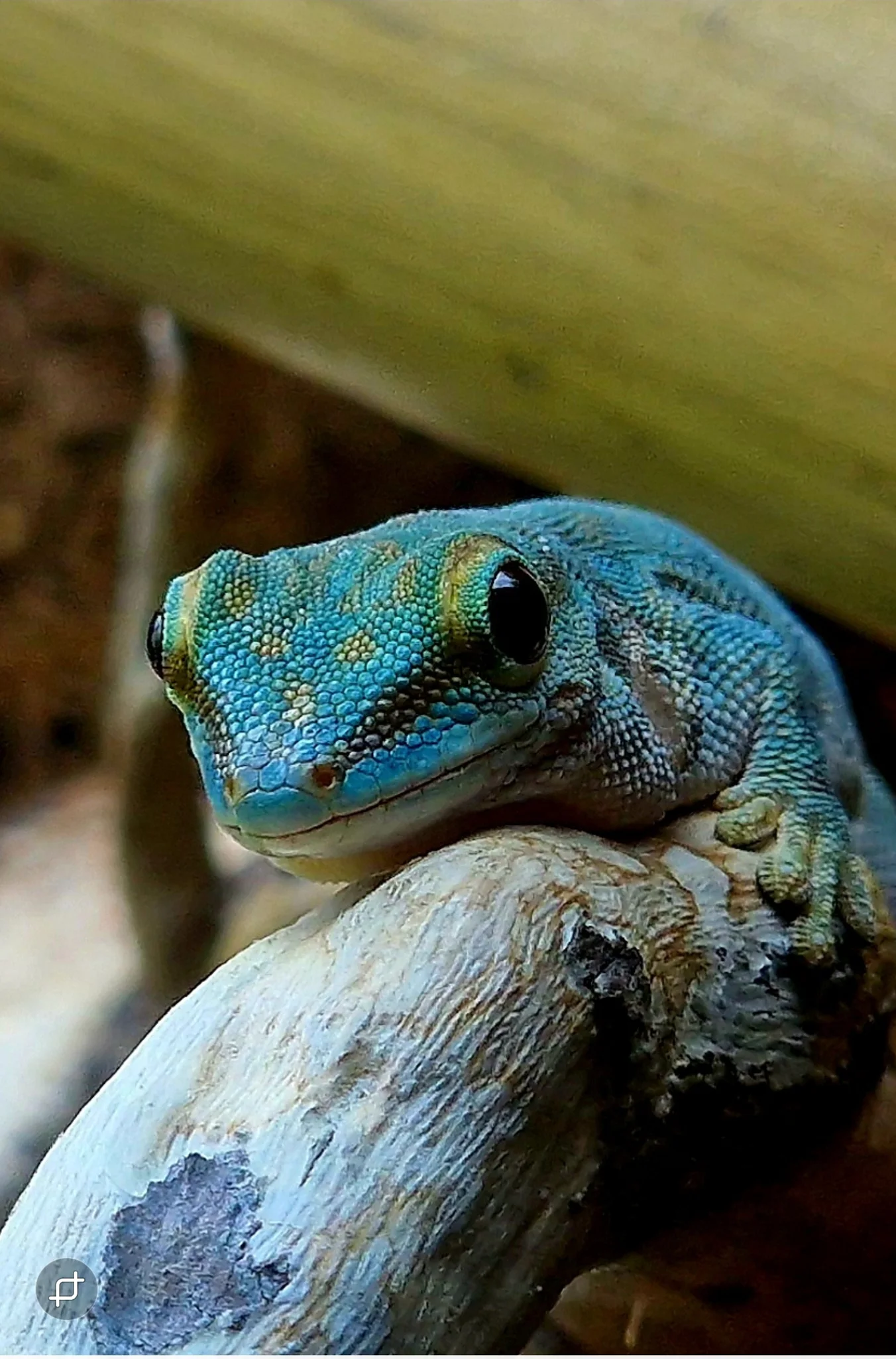Phelsuma abotti Checkei 