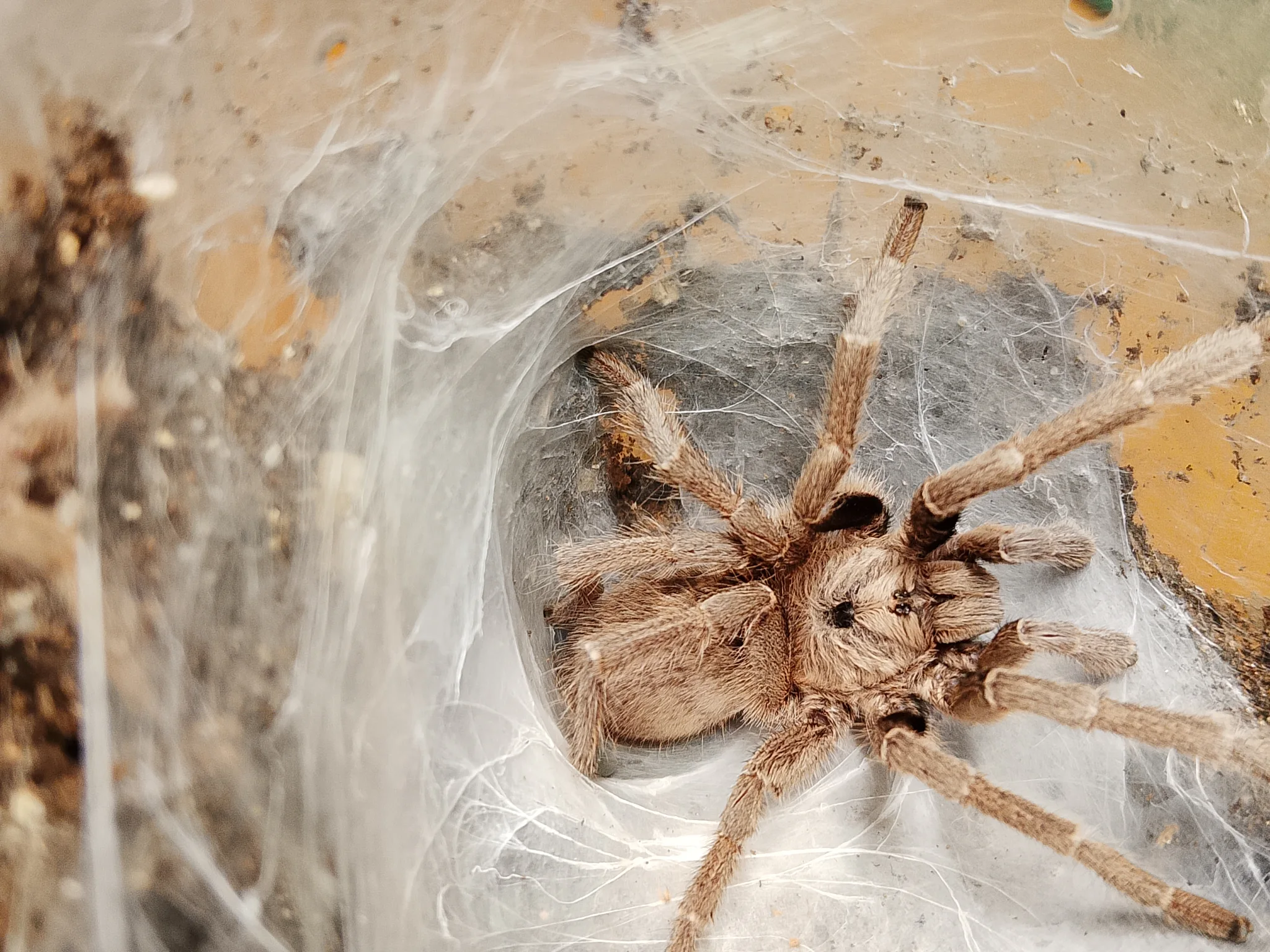 Adult Ceratogyrus sanderi