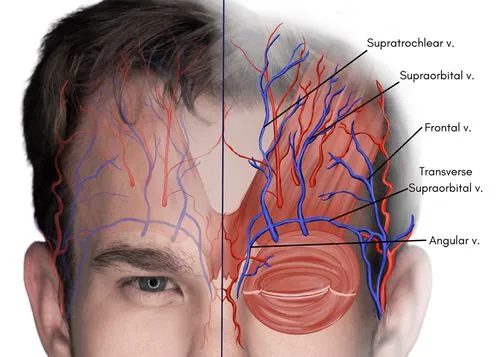 anatomy of the forehead