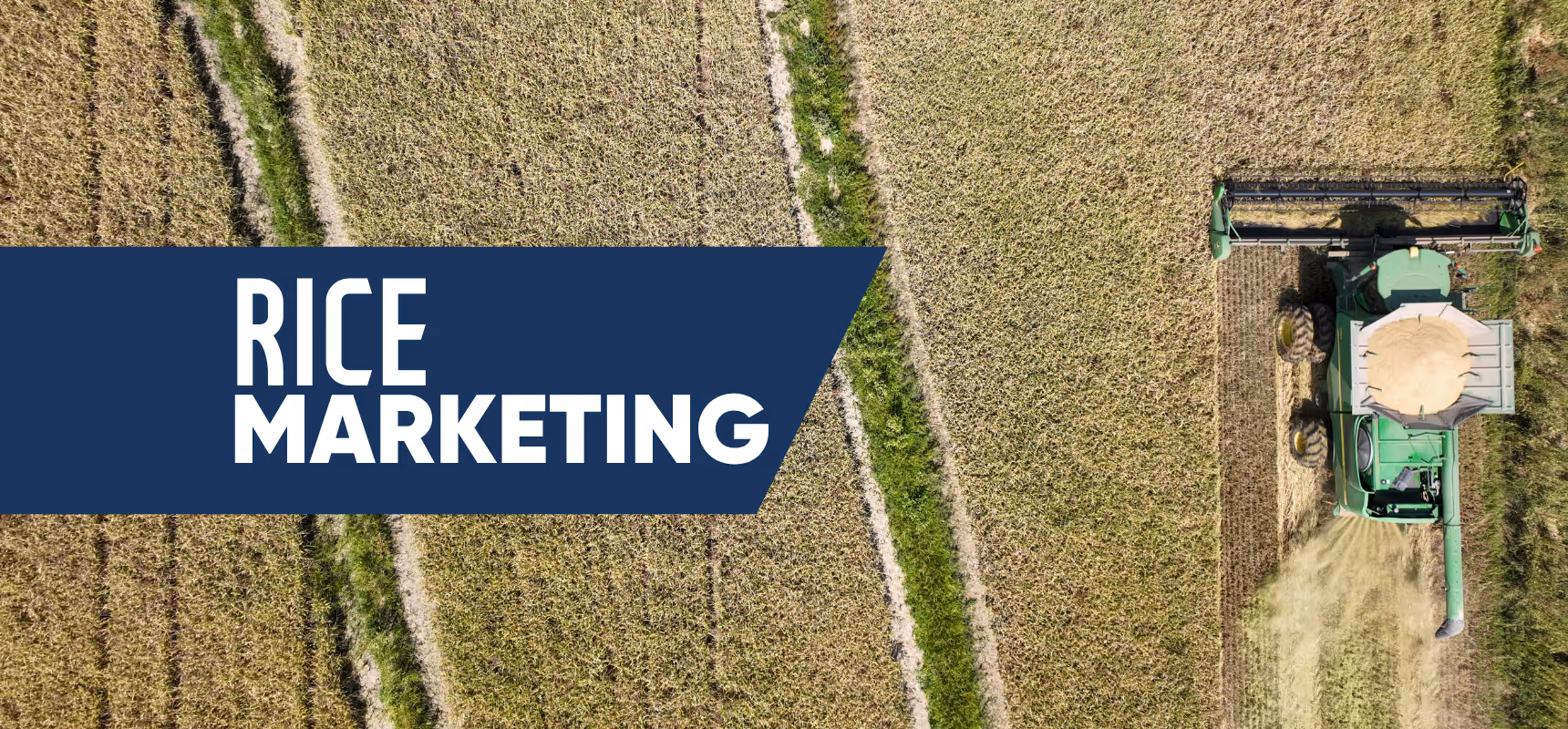Rice Marketing Options