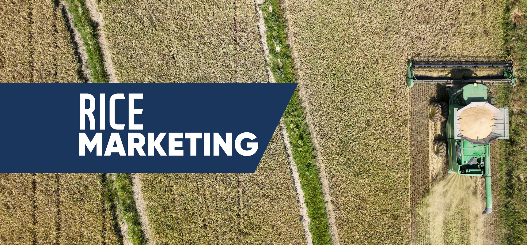 Rice Marketing Options