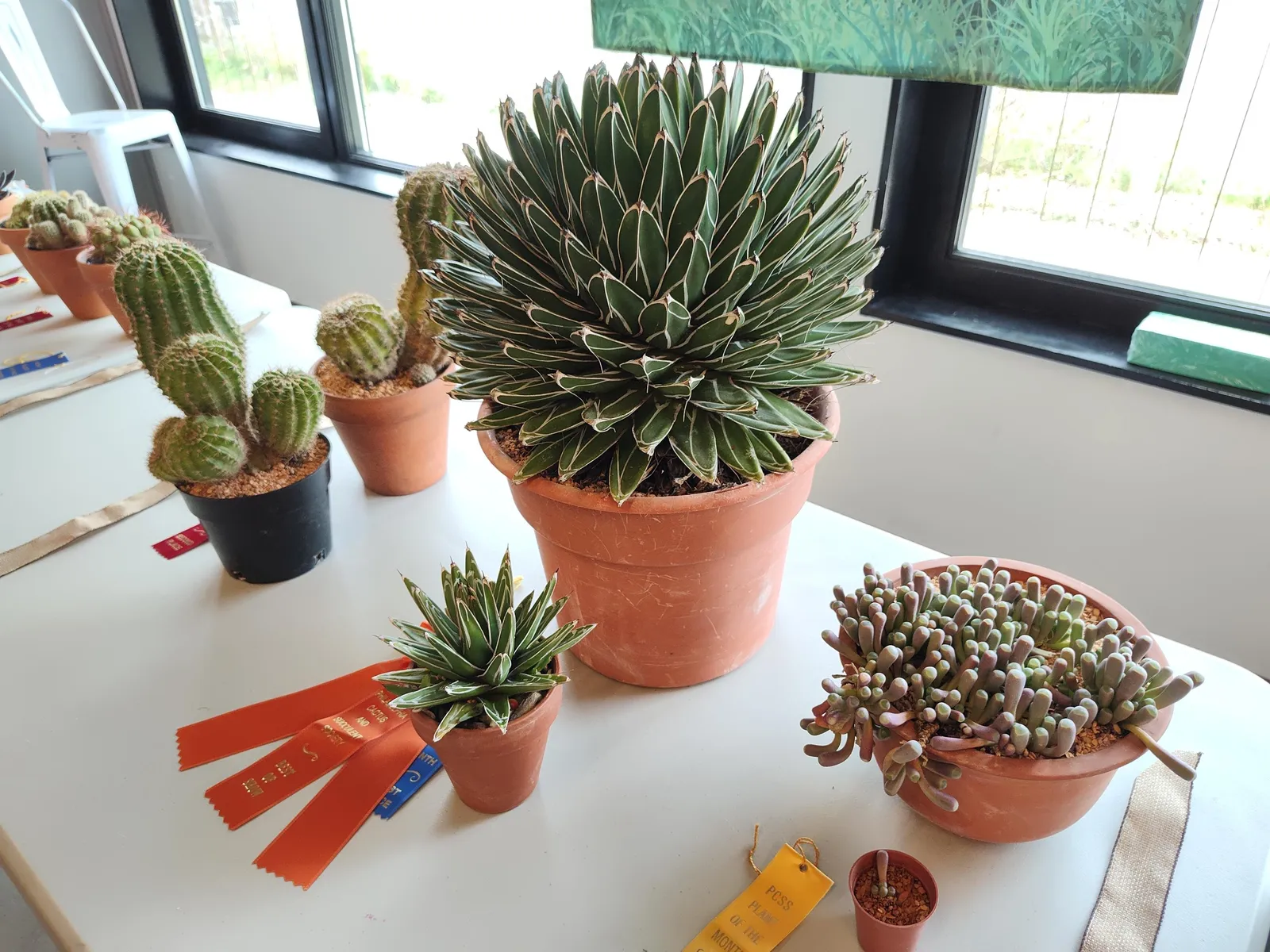 Philadelphia Cactus and Succulent Society cactus